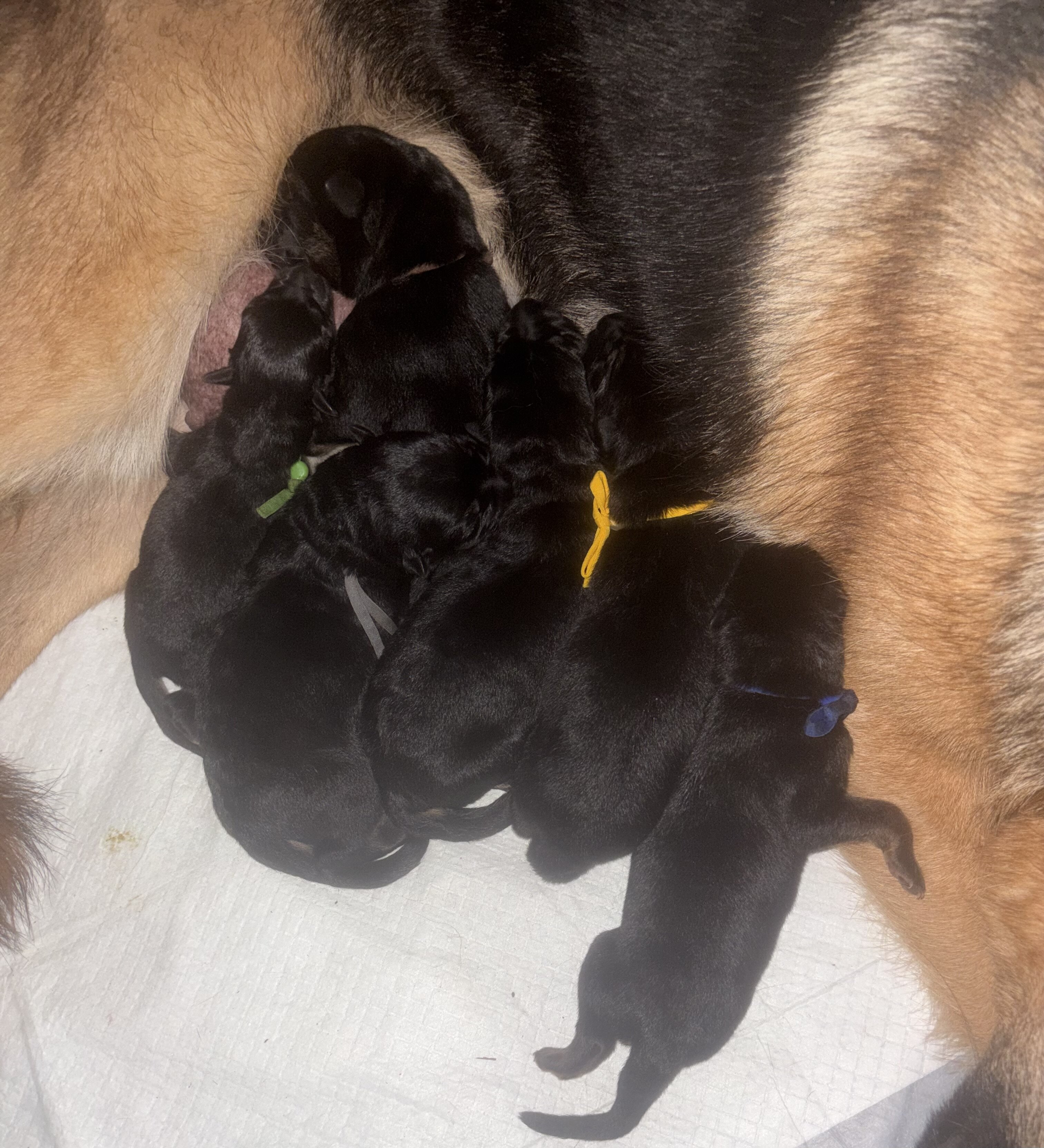 German Shepherd Puppies AKC image 1