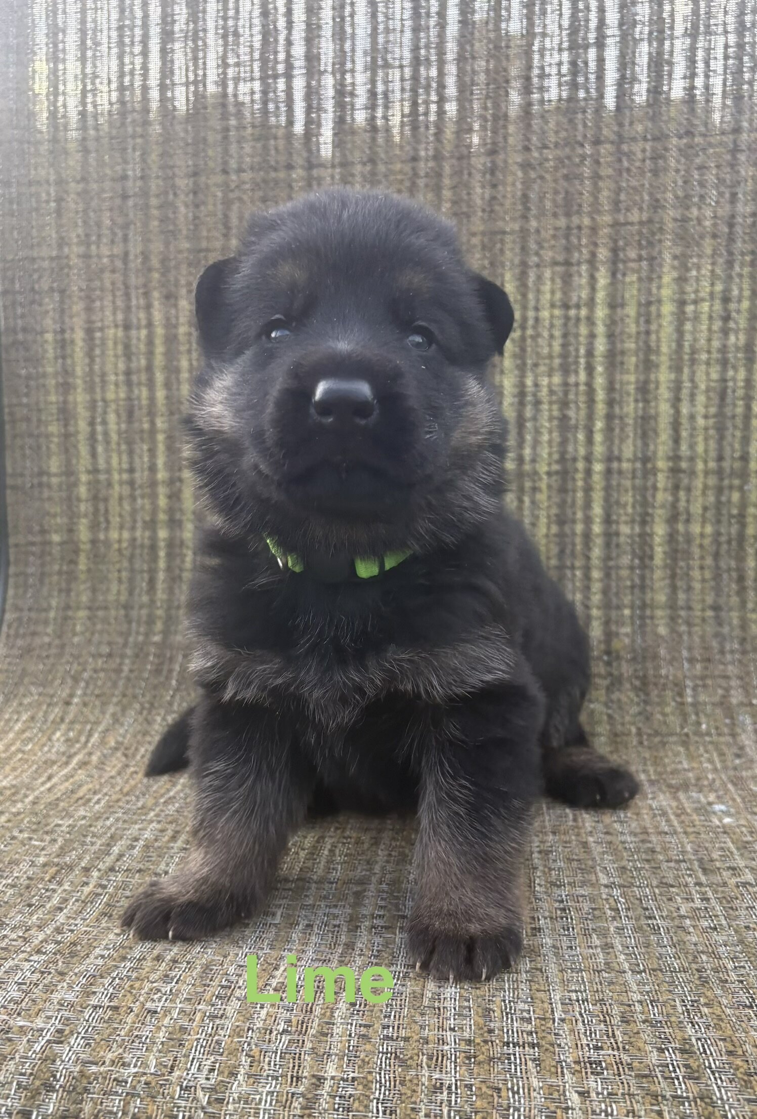 German Shepherd Puppies AKC image 6