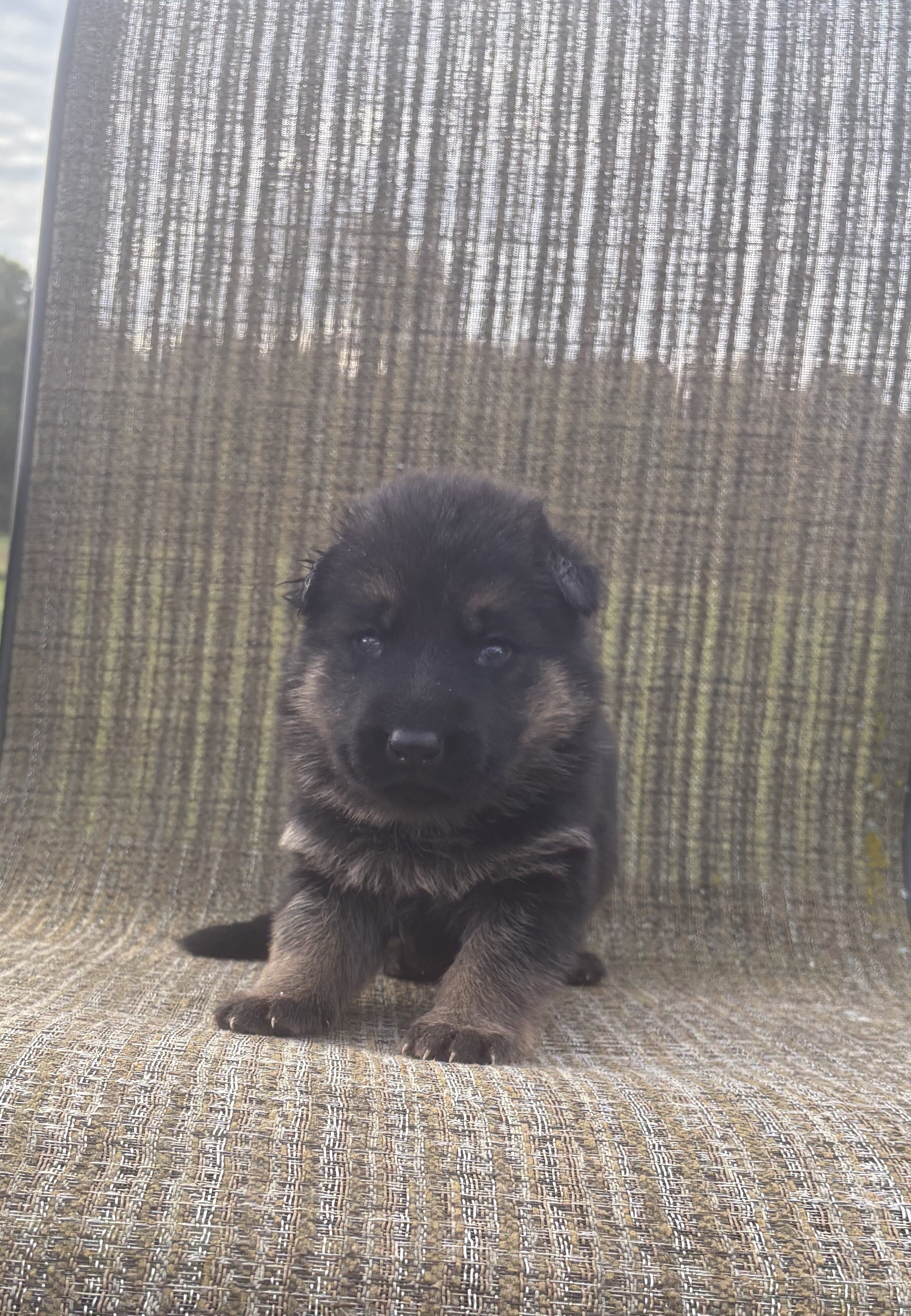 German Shepherd Puppies AKC image 9