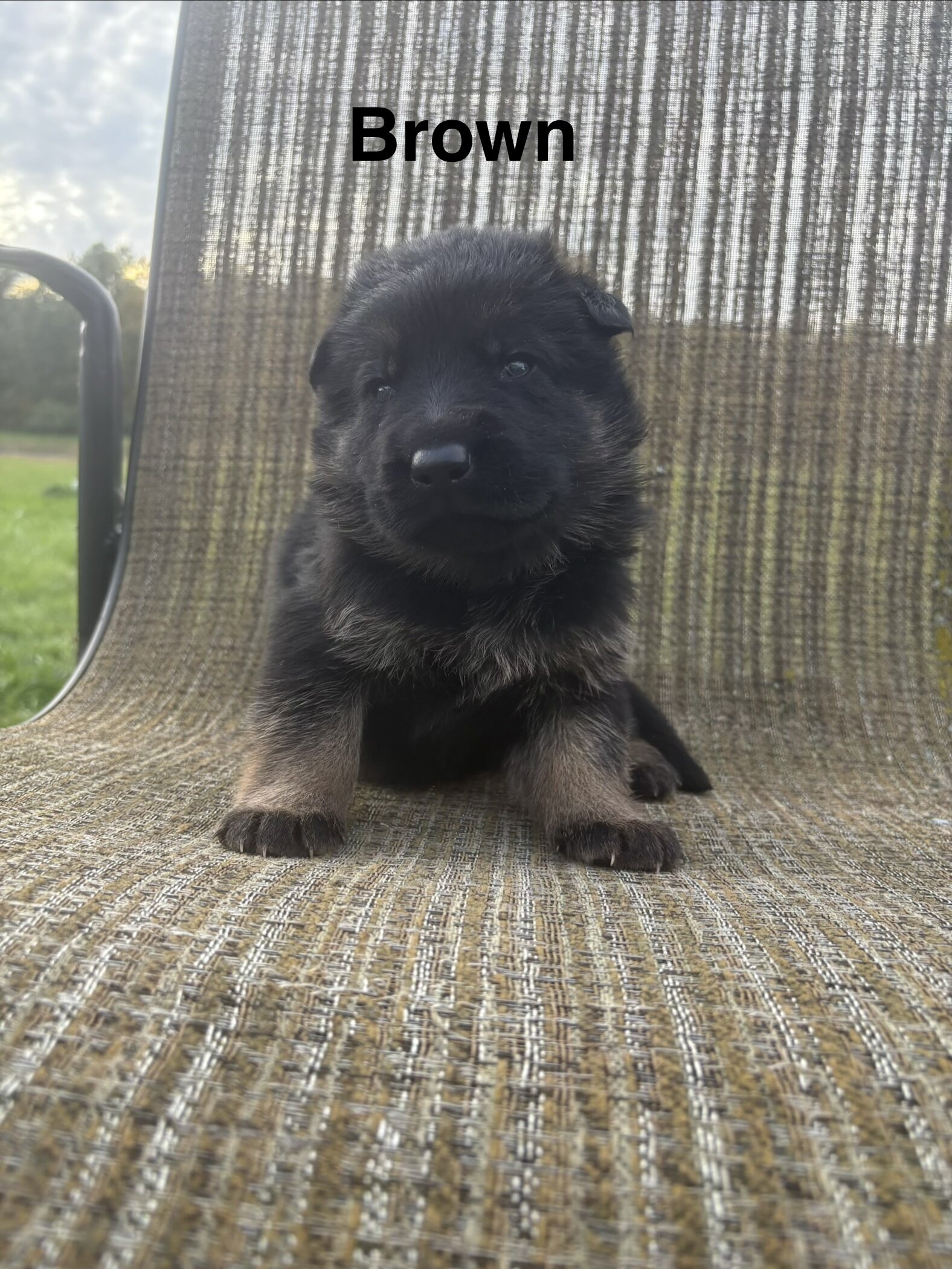 German Shepherd Puppies AKC image 7
