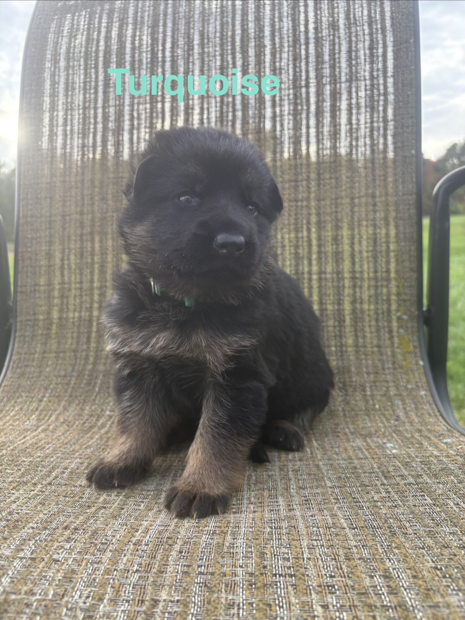 German Shepherd Puppies AKC image 8