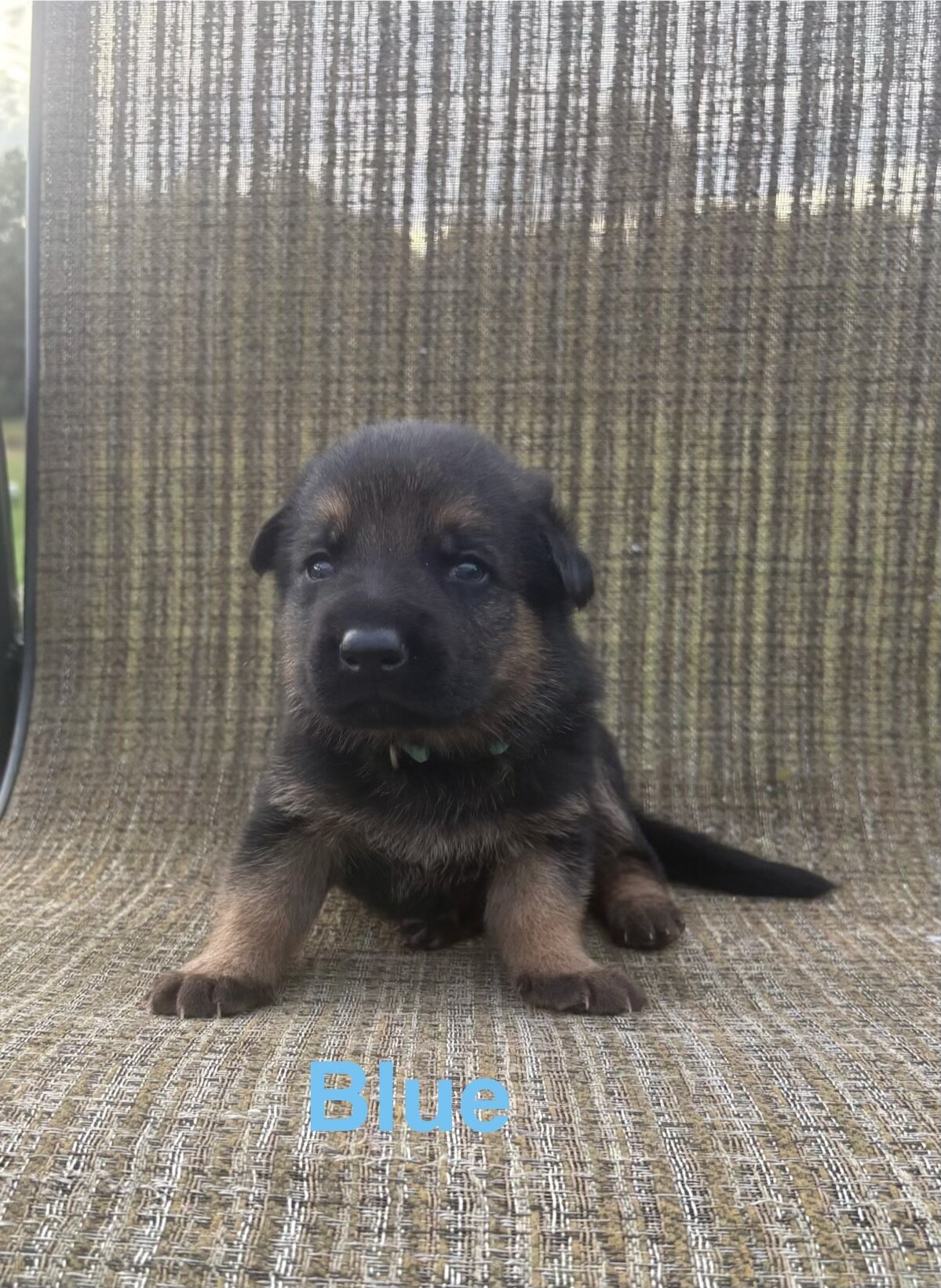 German Shepherd Puppies AKC image 10