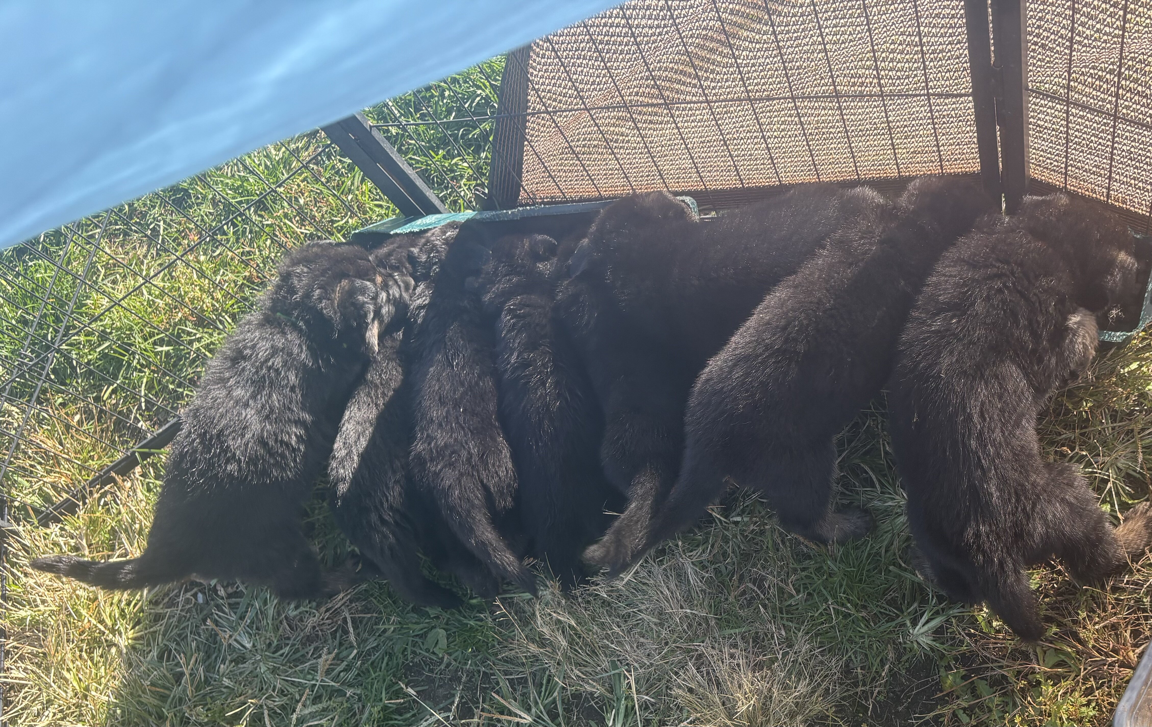 German Shepherd Puppies AKC image 1