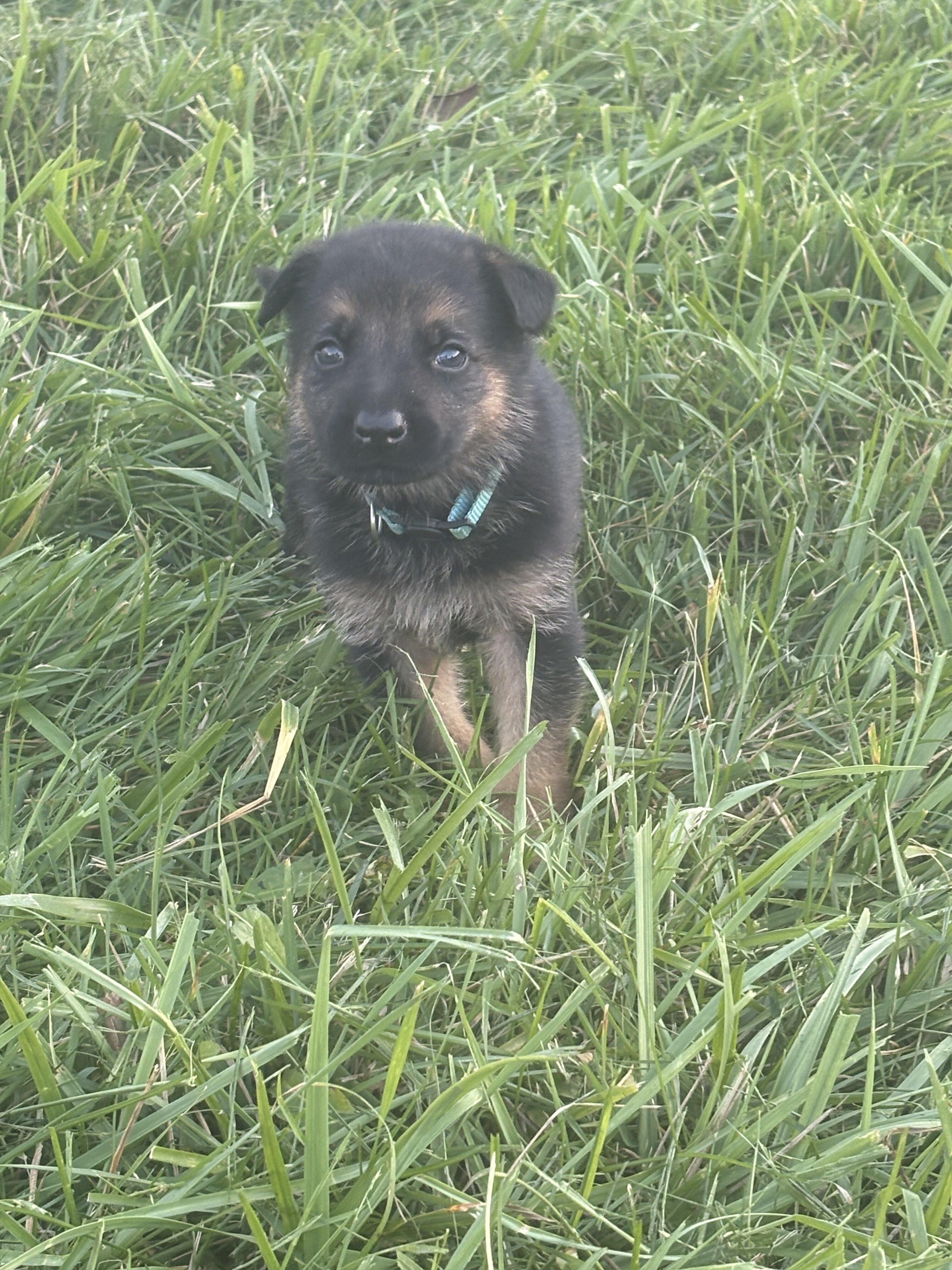 German Shepherd Puppies AKC image 5