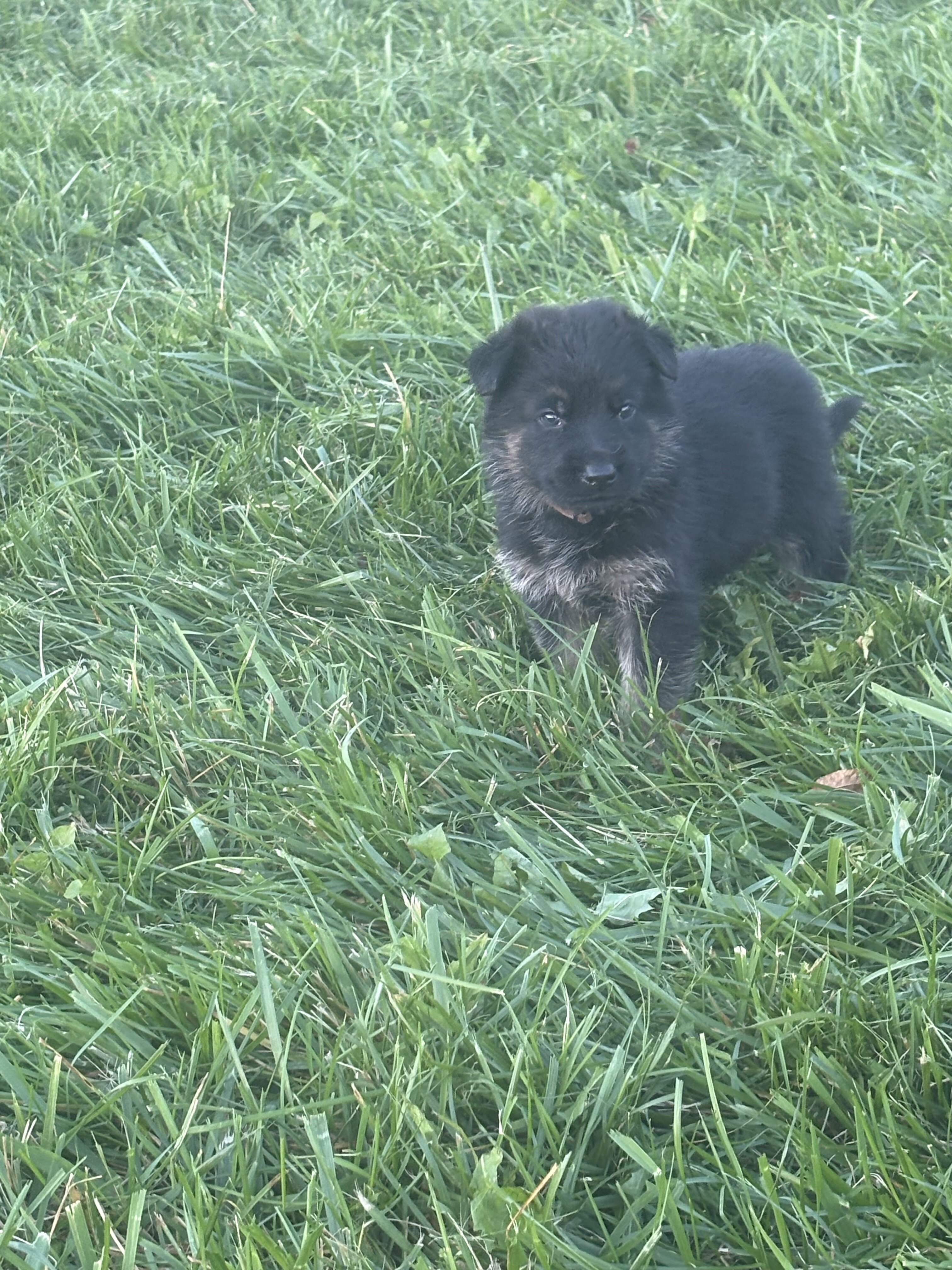 German Shepherd Puppies AKC image 4
