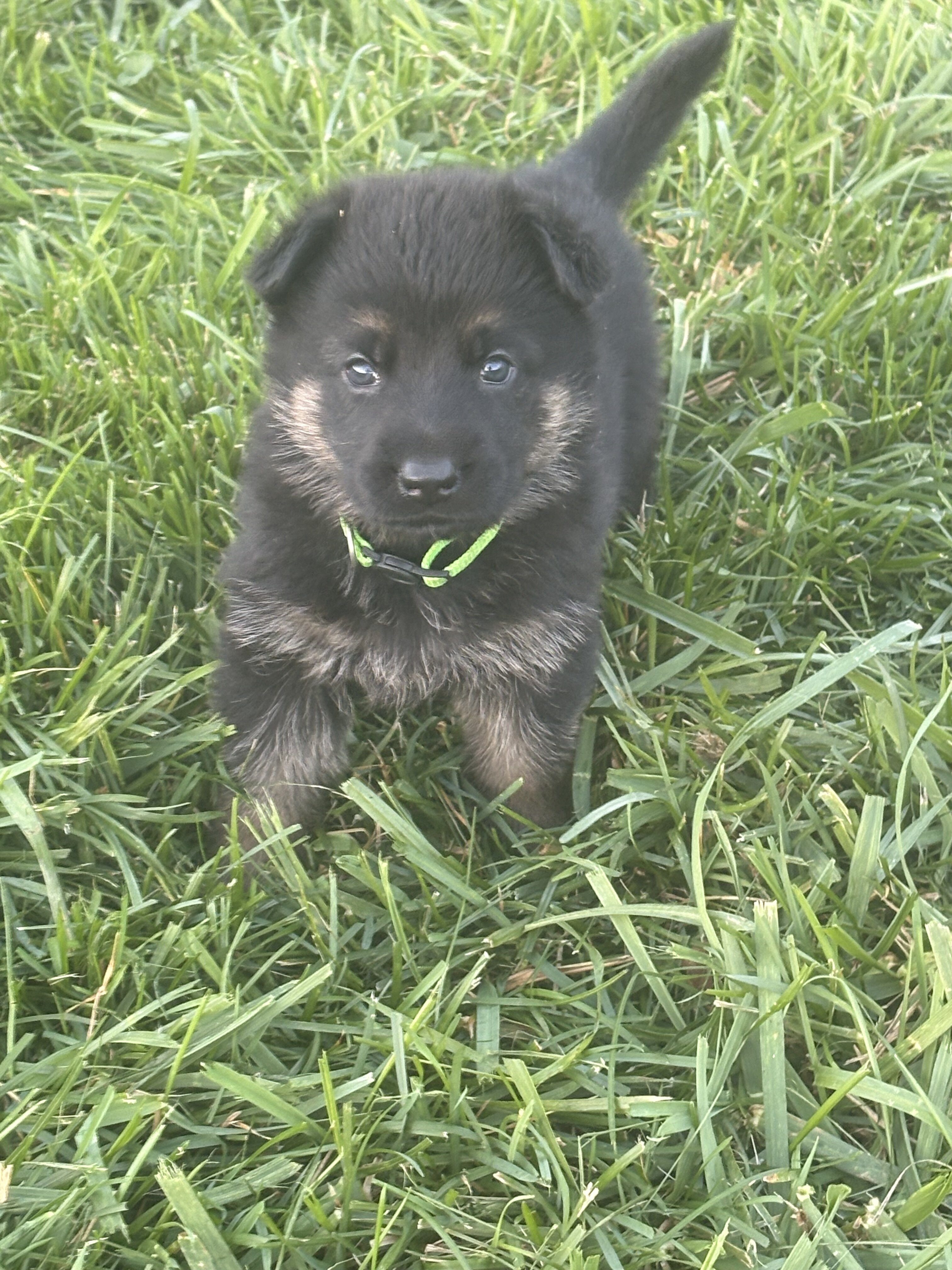 German Shepherd Puppies AKC image 2