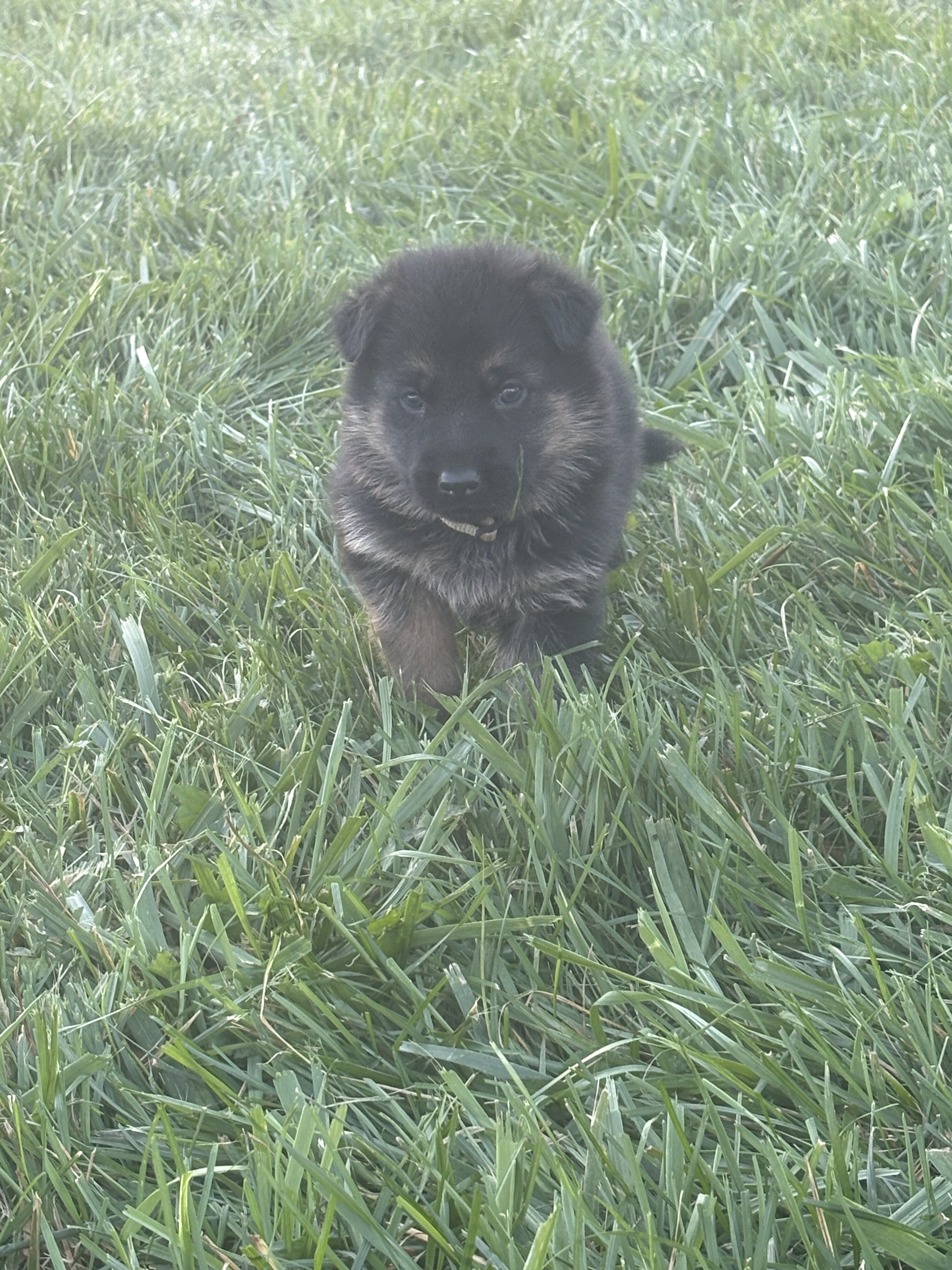 German Shepherd Puppies AKC image 3