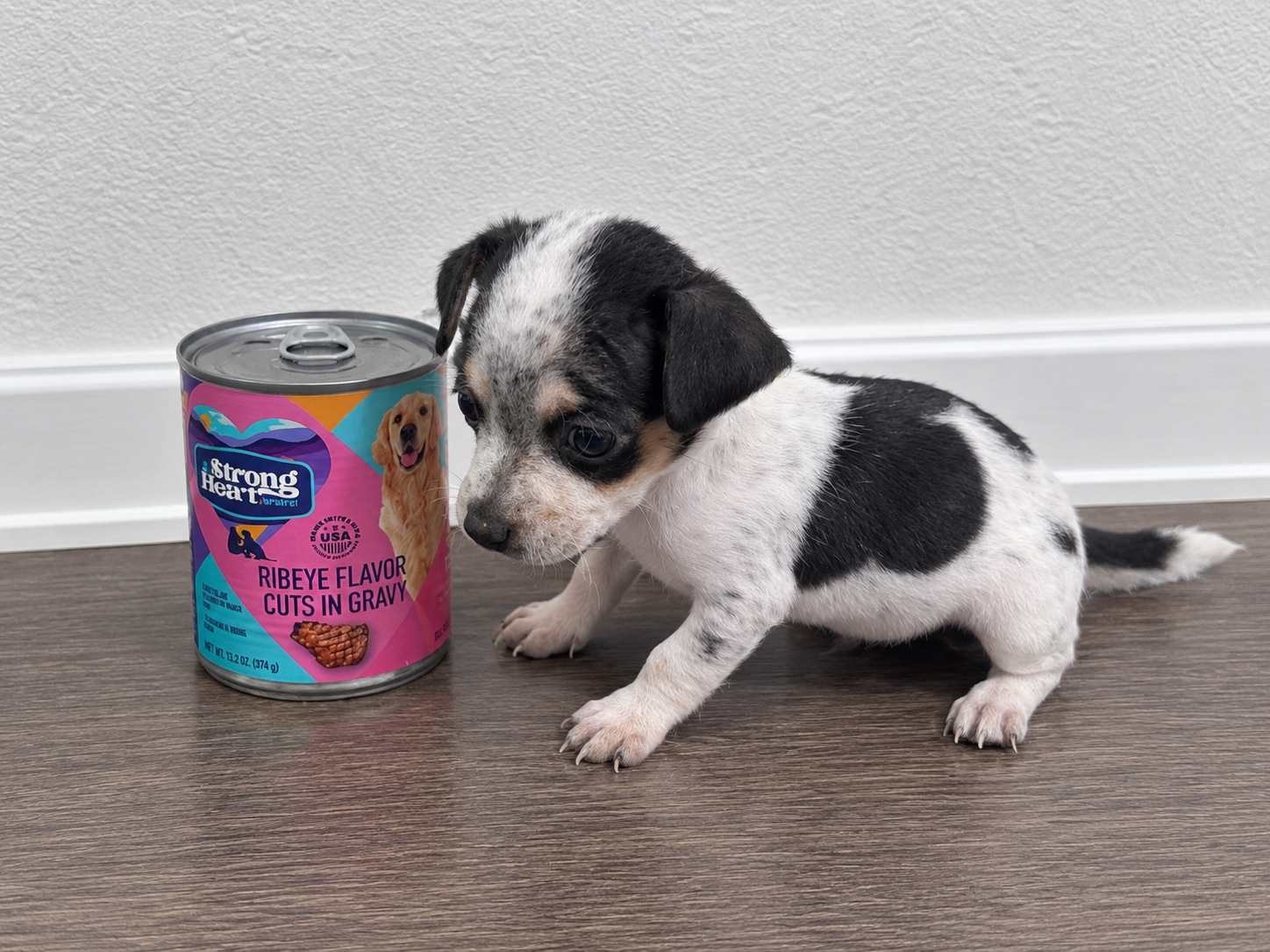 Chihuahua puppies image 4
