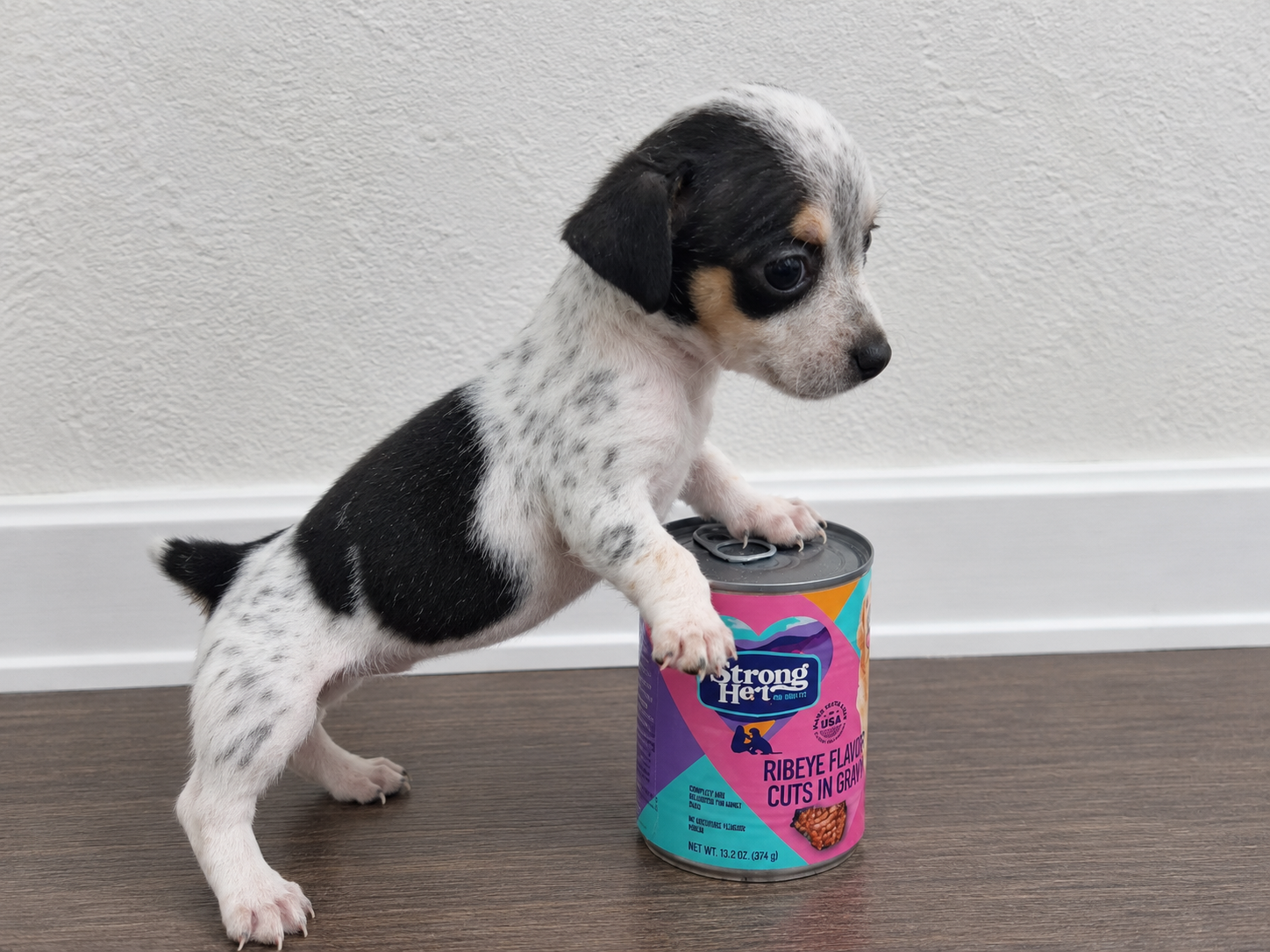 Chihuahua puppies image 3