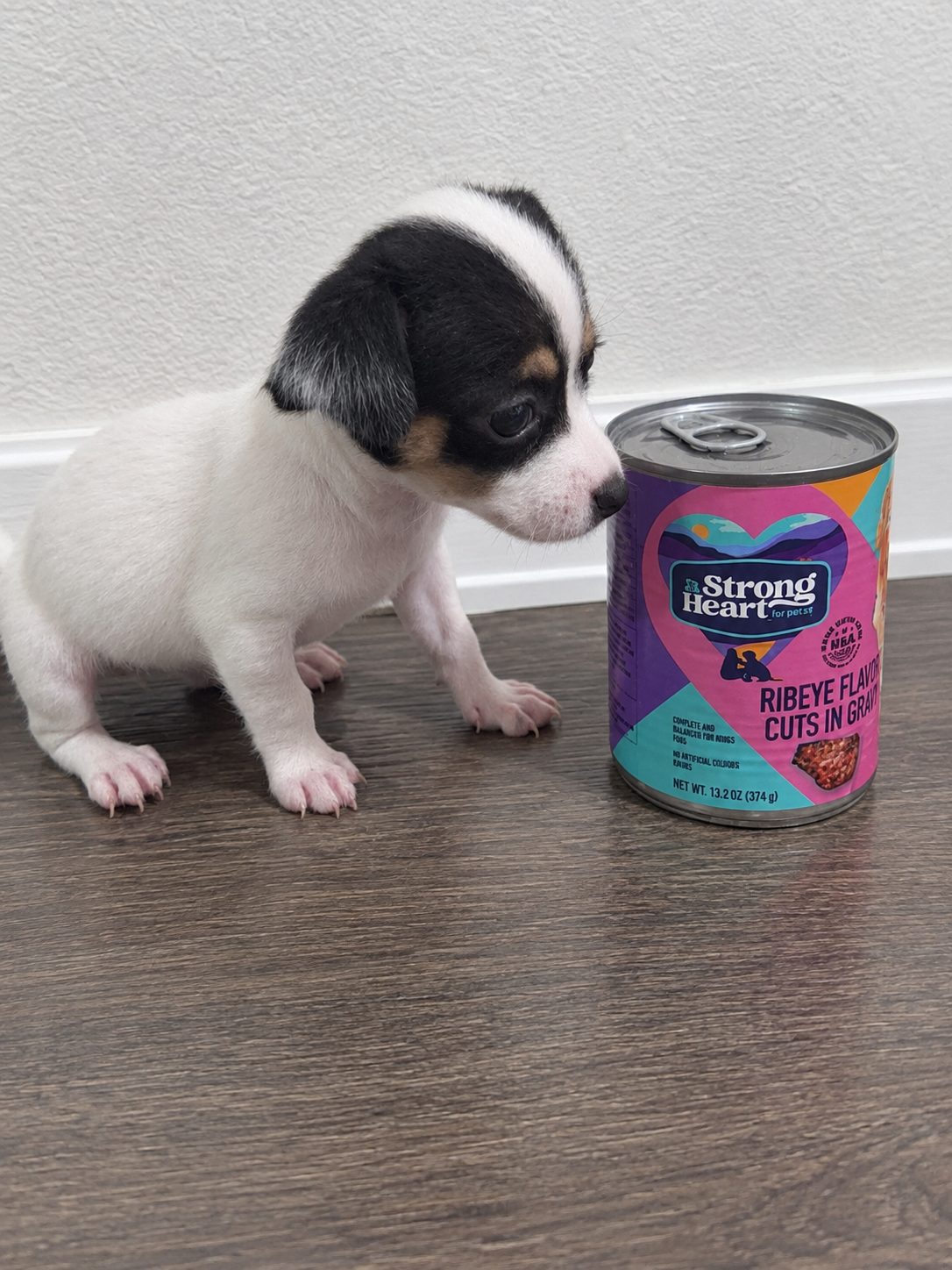 Chihuahua puppies image 7