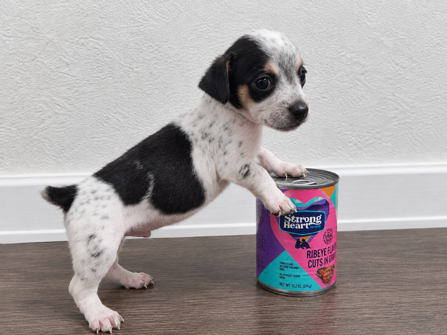 Chihuahua puppies image 5