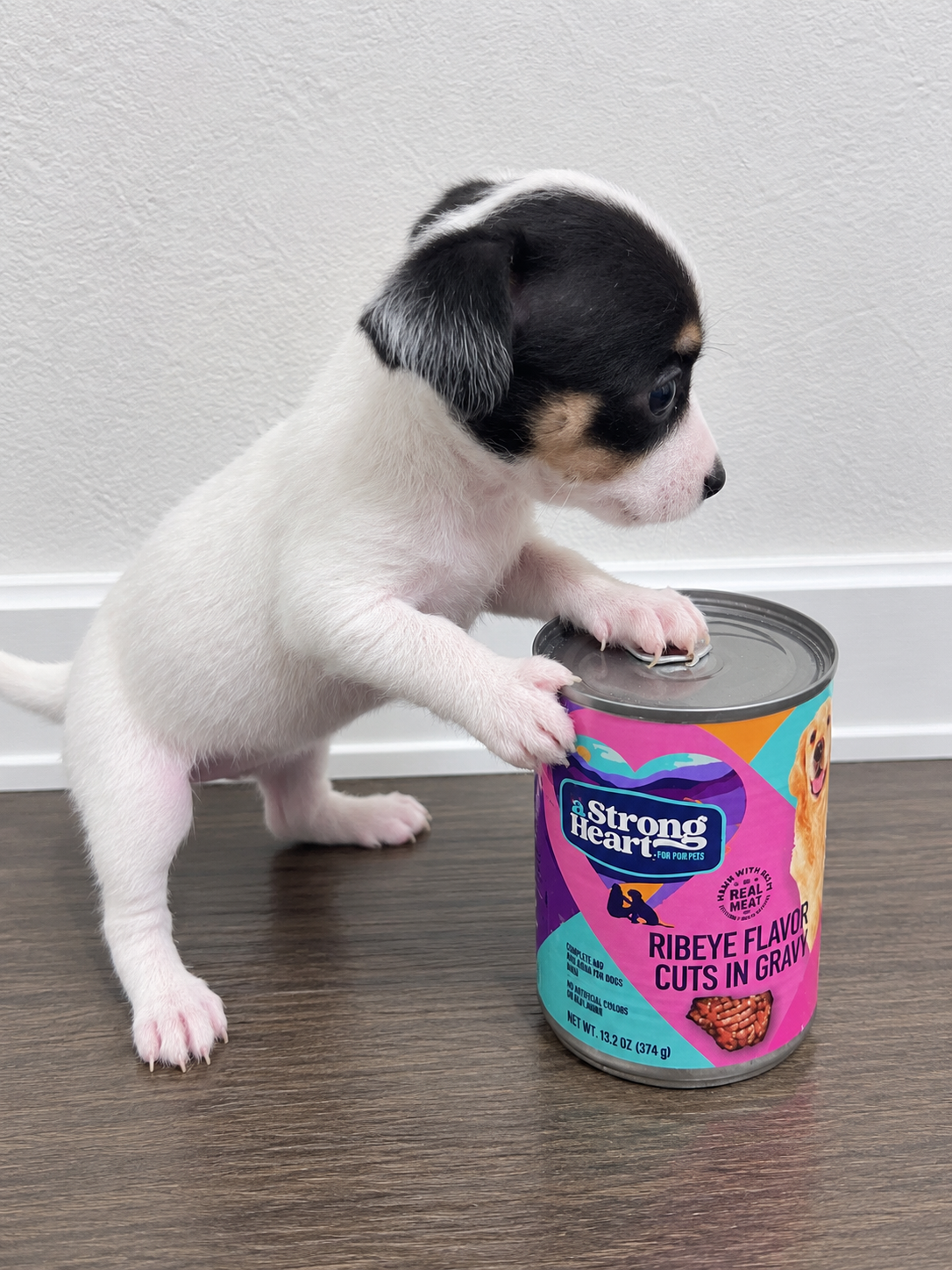 Chihuahua puppies image 6