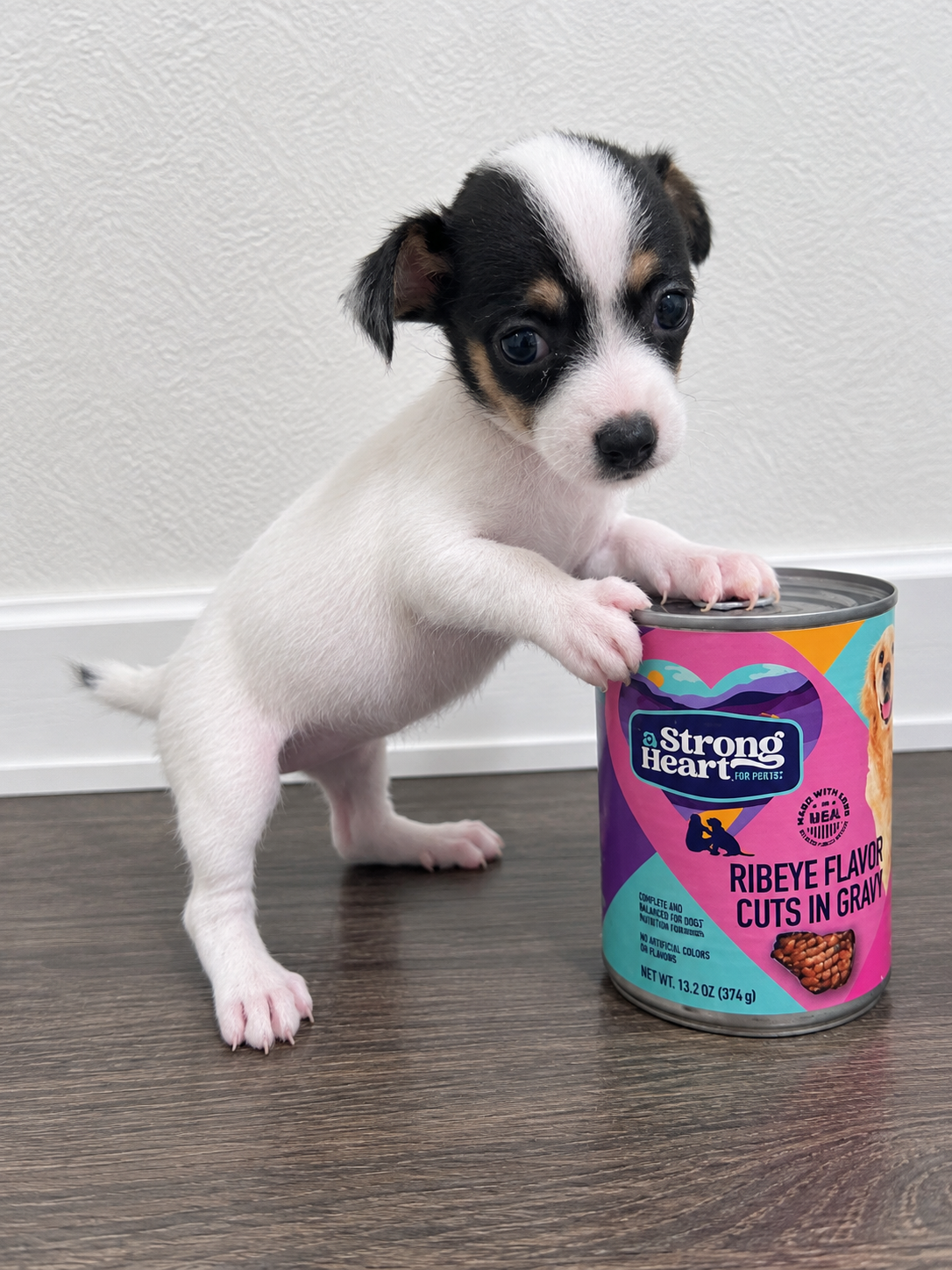 Chihuahua puppies image 8