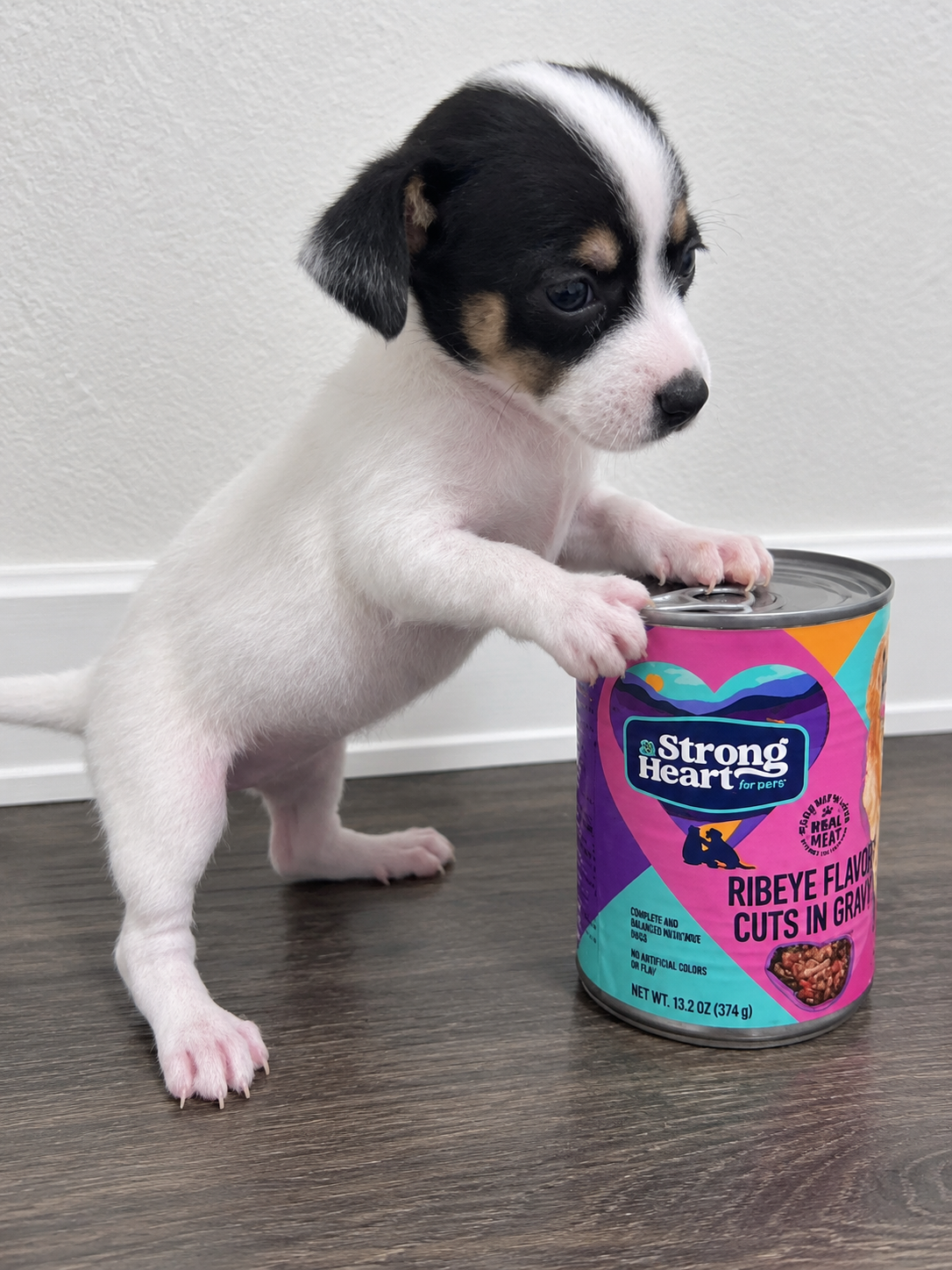 Chihuahua puppies image 9