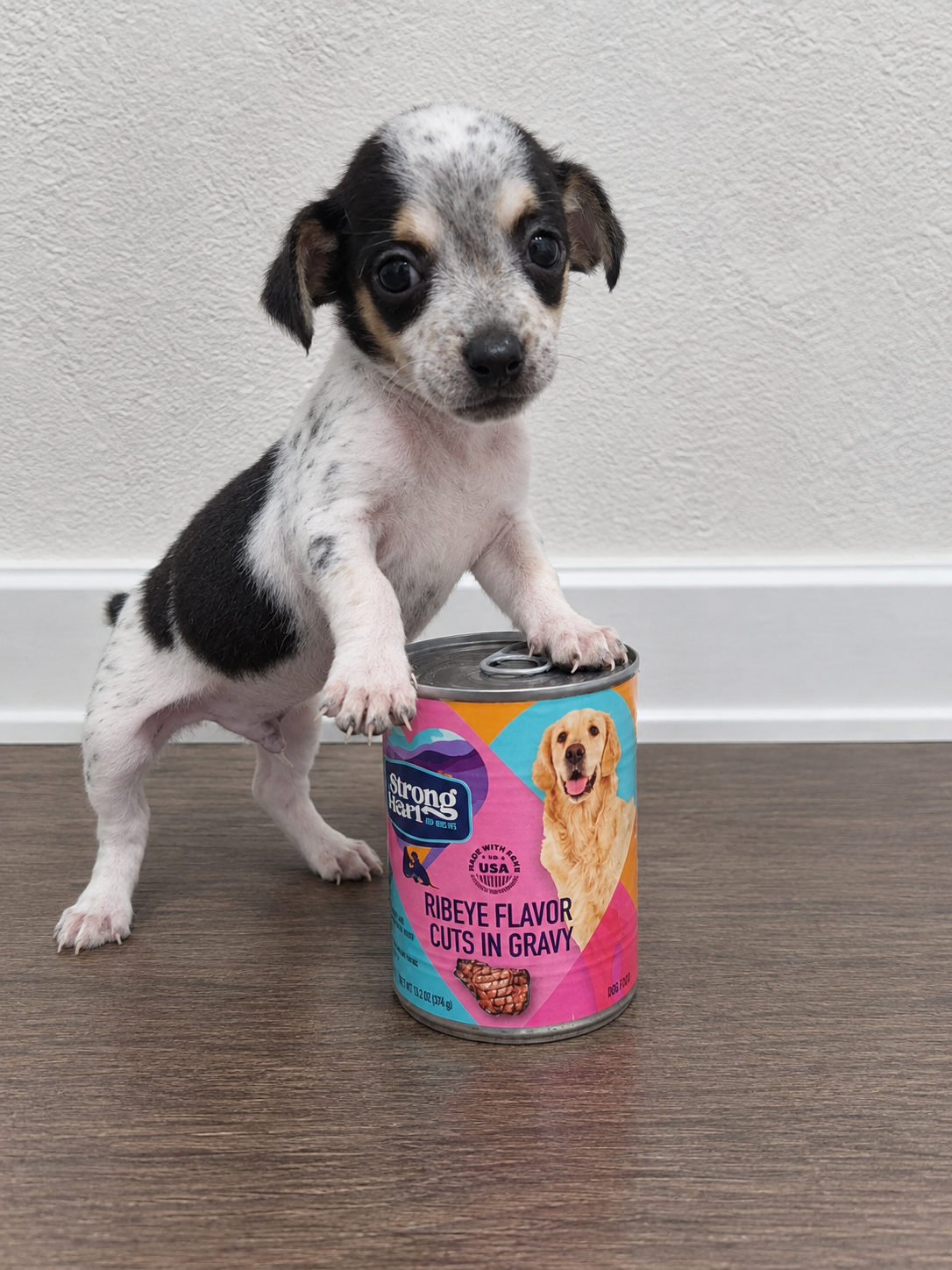 Chihuahua puppies image 2