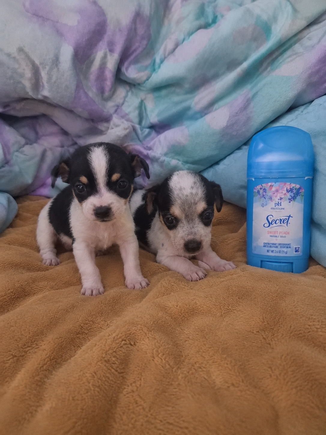 Chihuahua puppies image 10