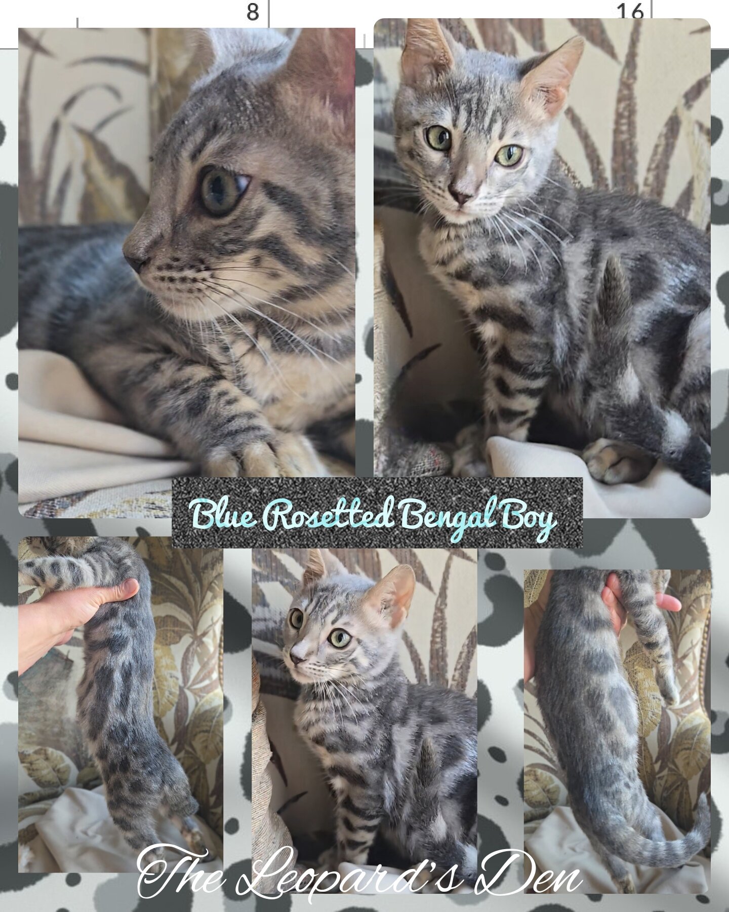 The Leopard's Den Bengal kittens! image 1