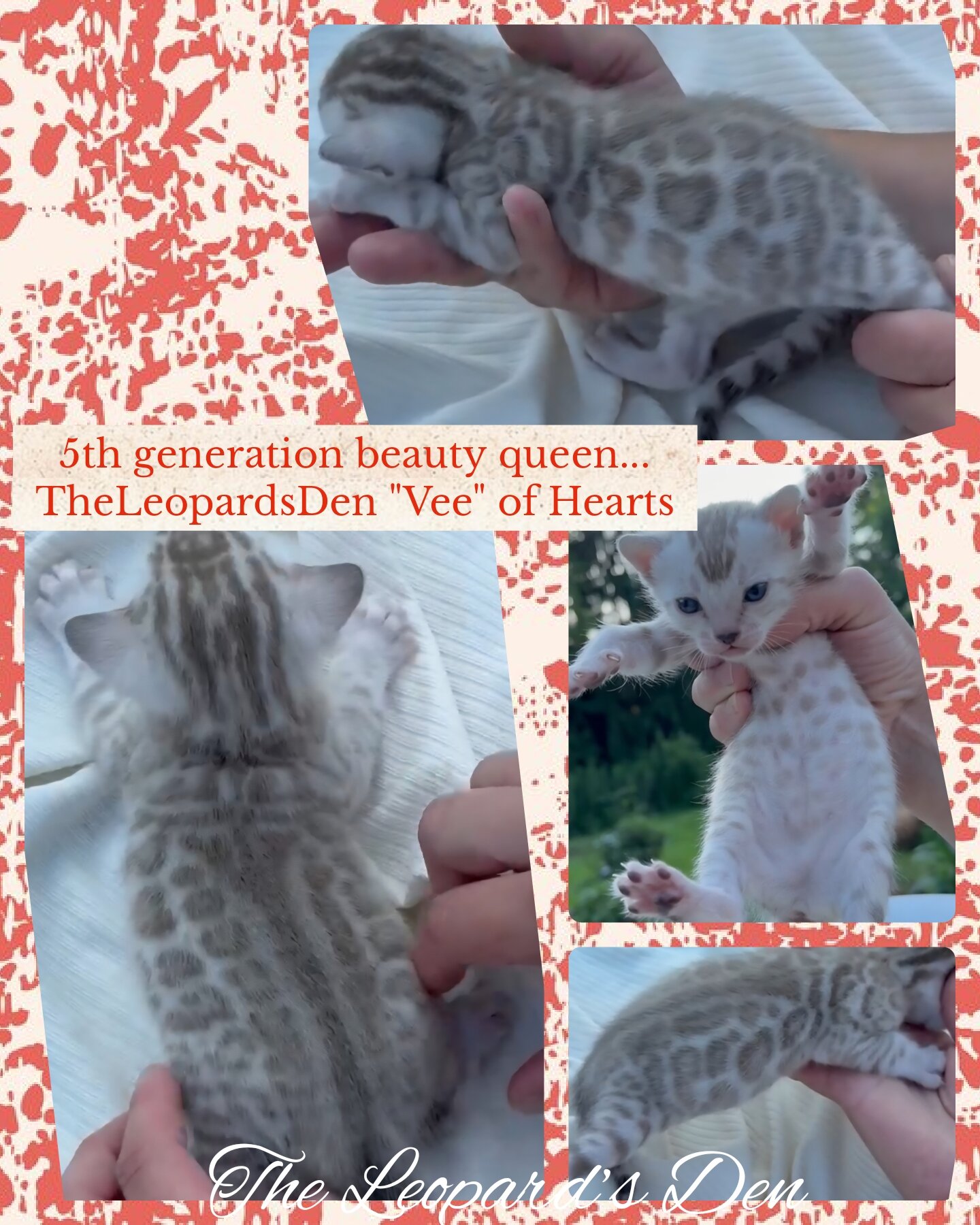 The Leopard's Den Bengal kittens! image 2