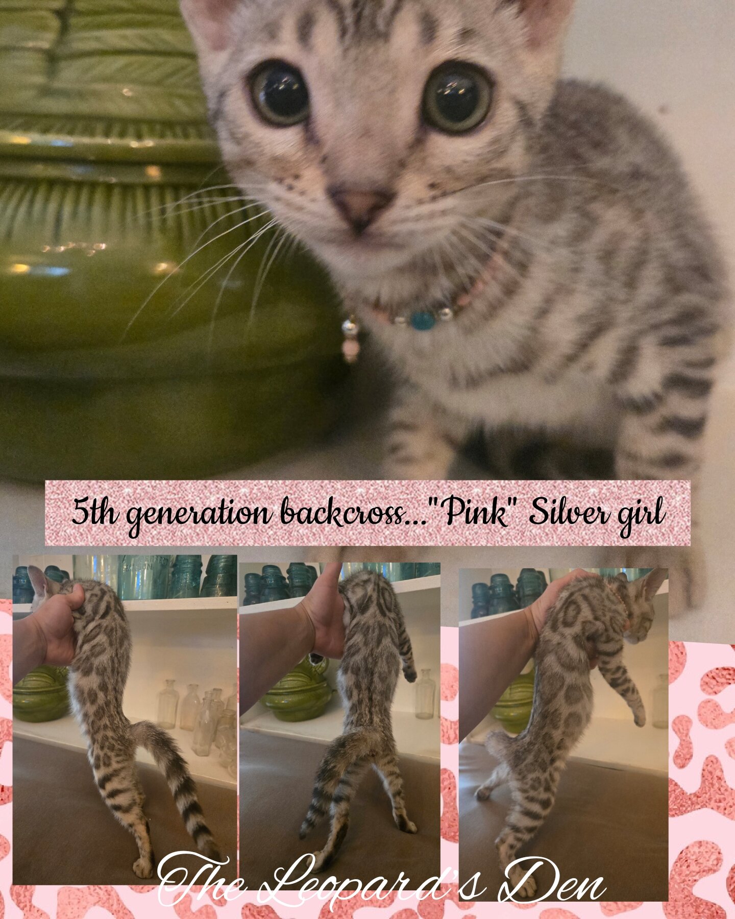 The Leopard's Den Bengal kittens! image 3