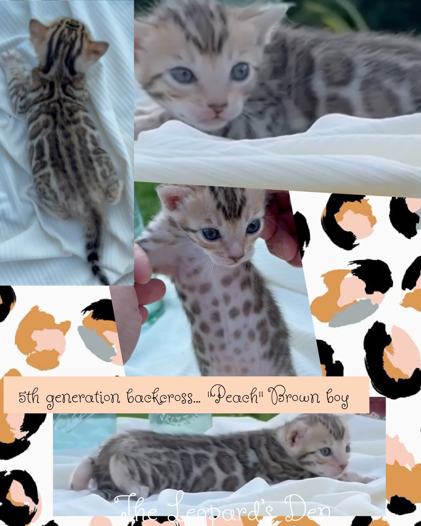 The Leopard's Den Bengal kittens! image 4