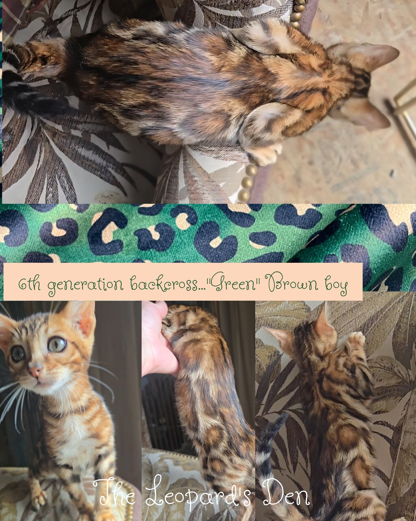 The Leopard's Den Bengal kittens! image 5