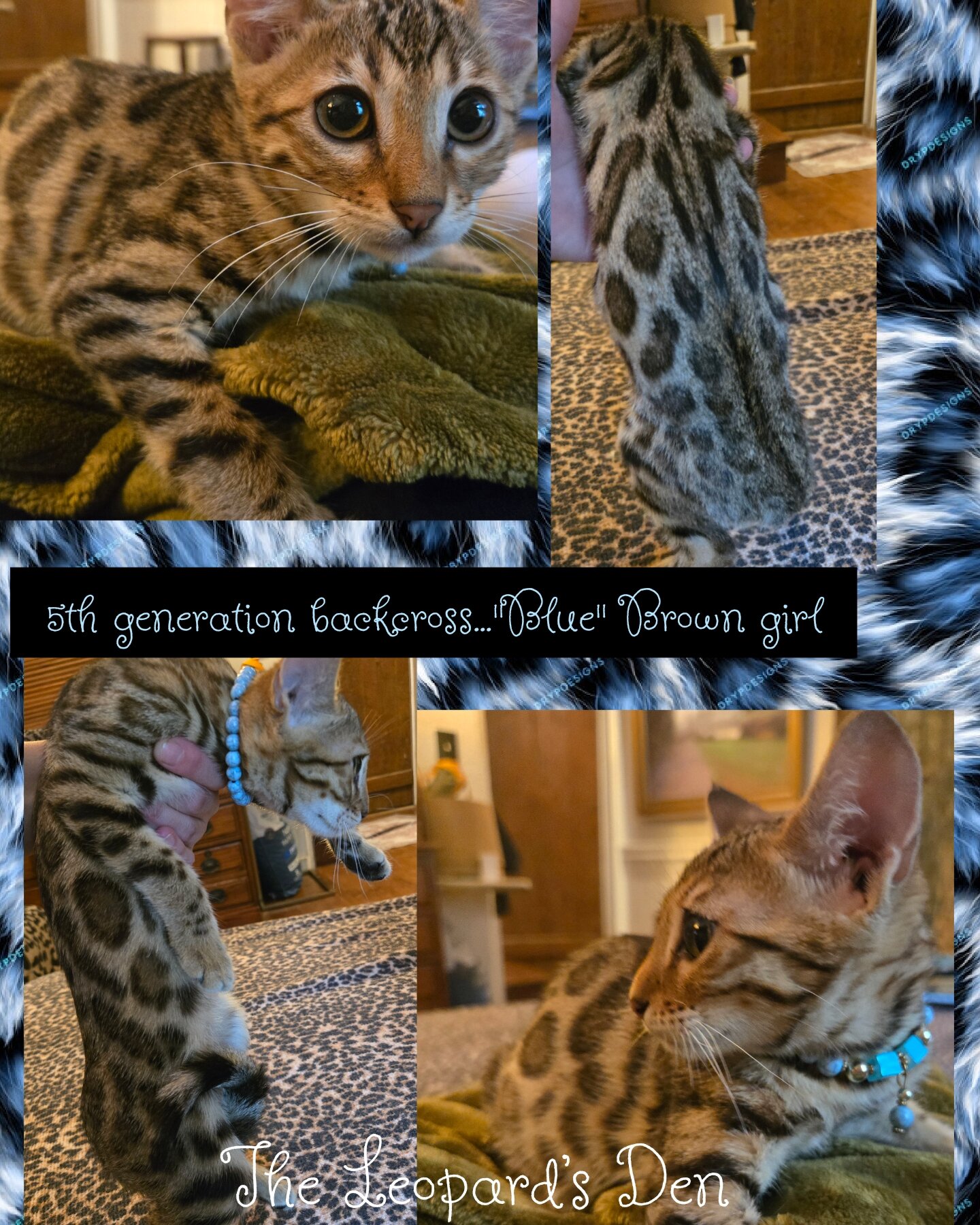 The Leopard's Den Bengal kittens! image 6