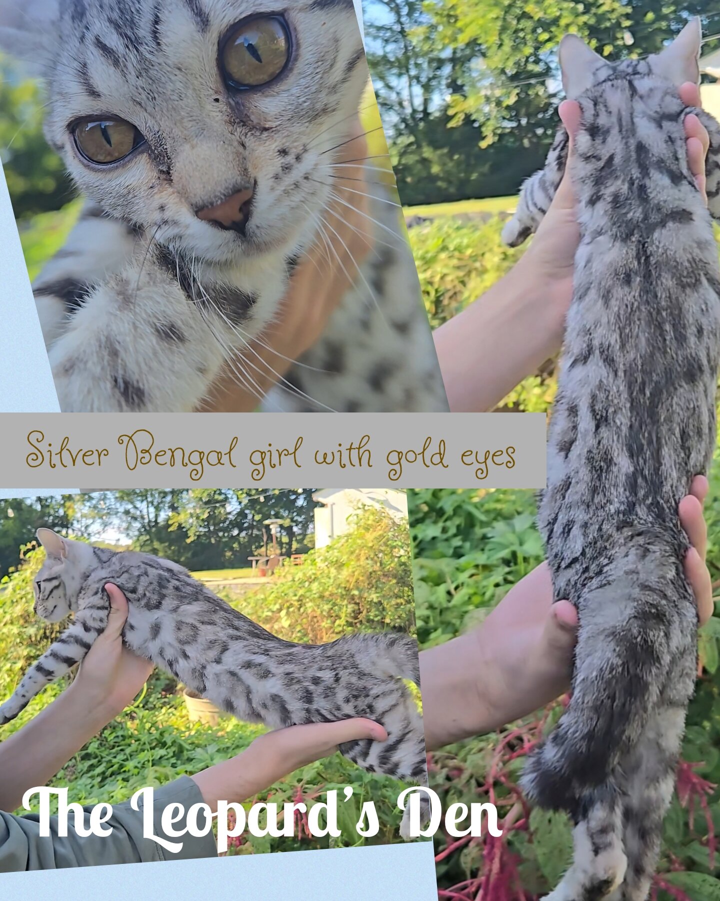 The Leopard's Den Bengal kittens! image 7