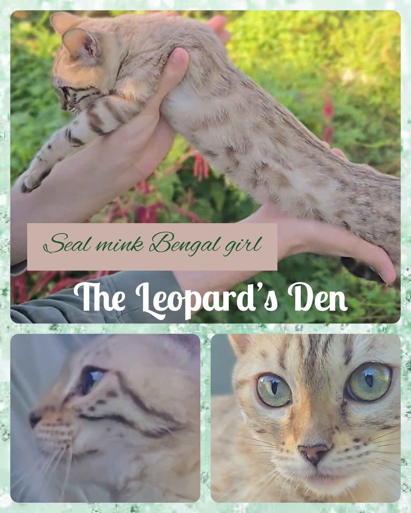 The Leopard's Den Bengal kittens! image 9