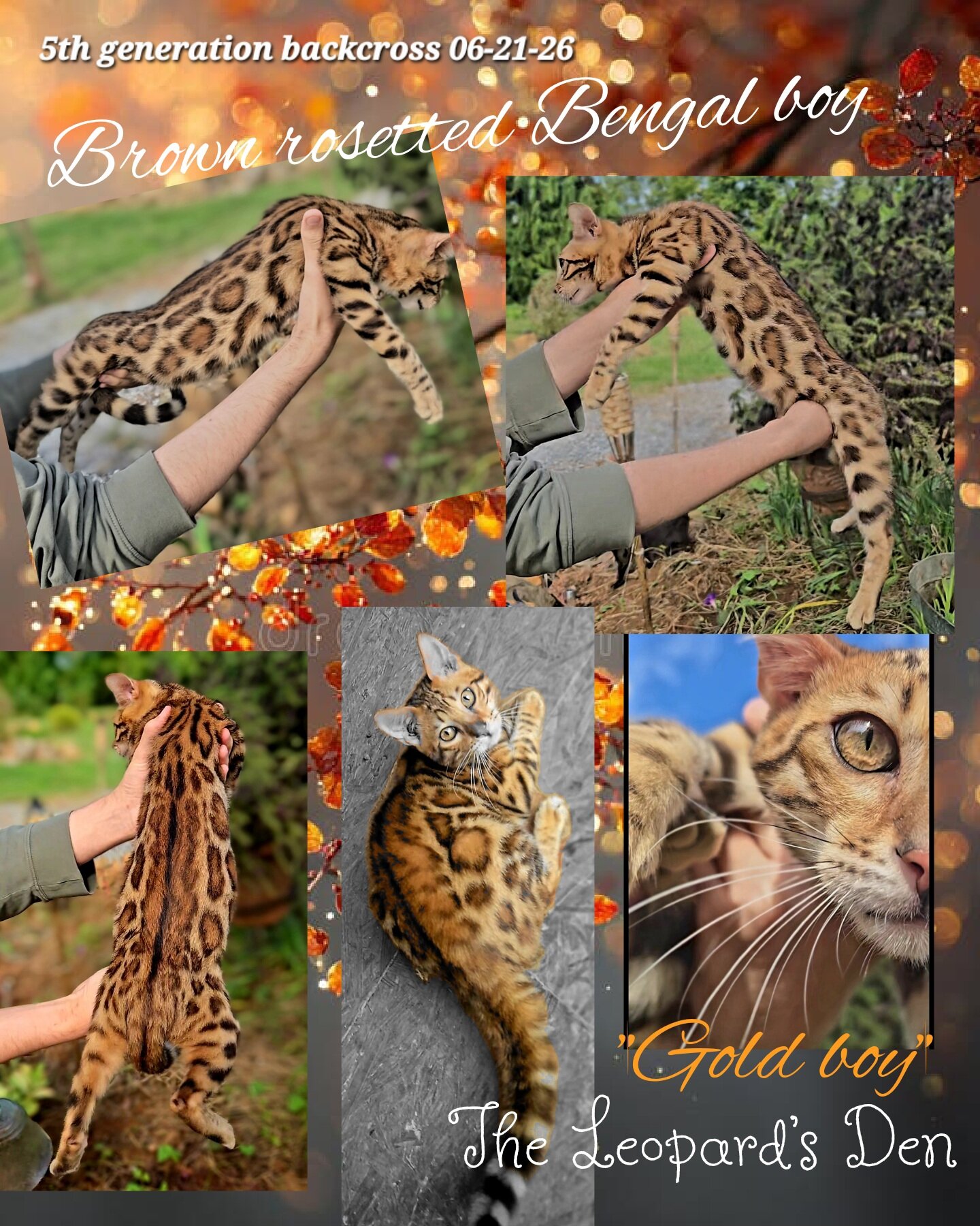 The Leopard's Den Bengal kittens! image 10