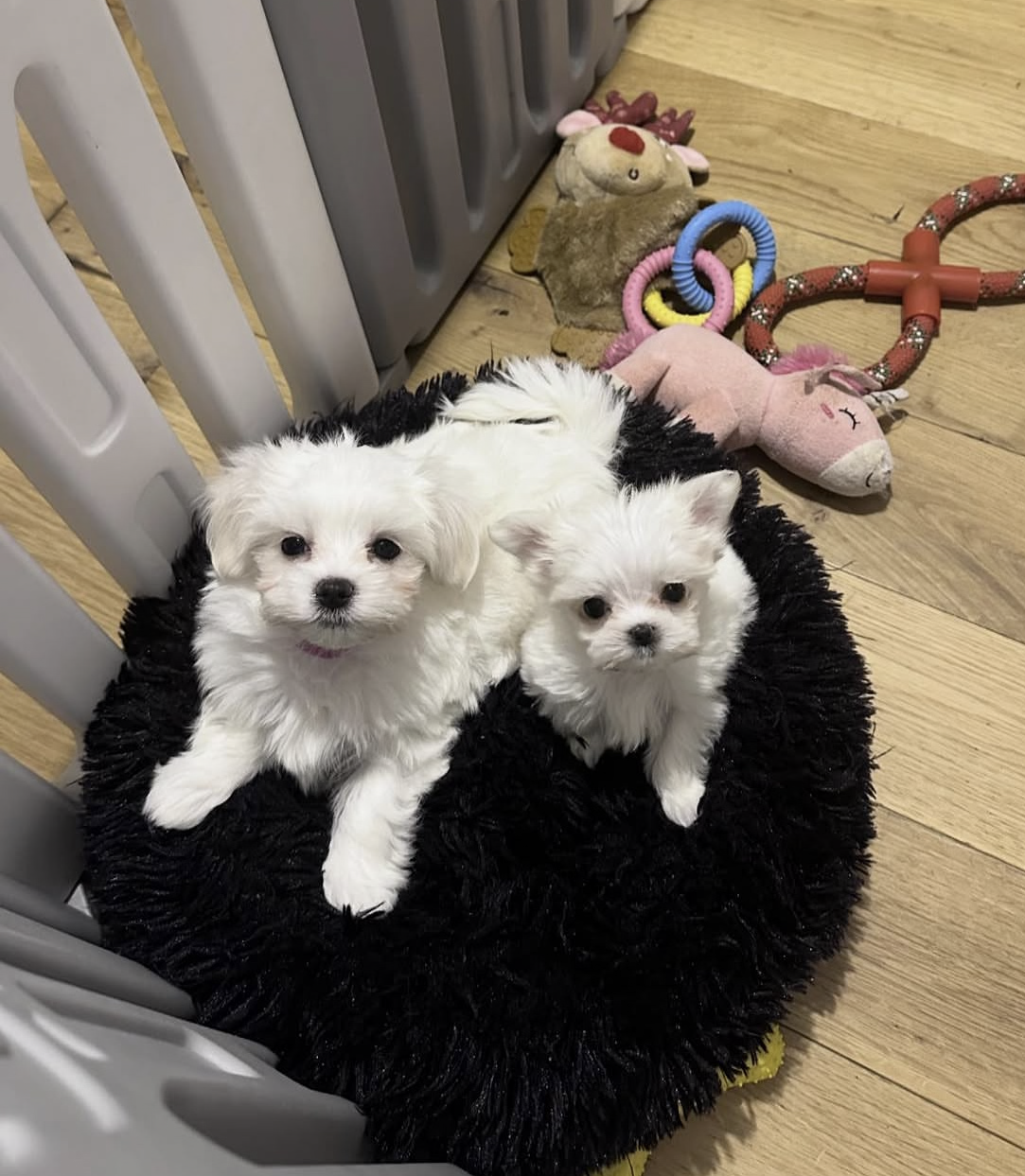 Lovely Maltese puppies looking for a new home. image 1