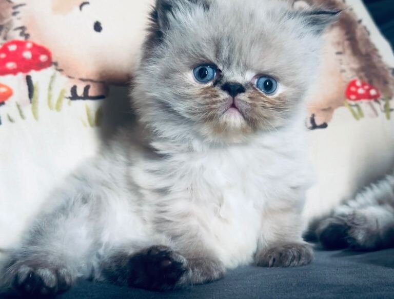 Small Persian Kittens For Sale image 1