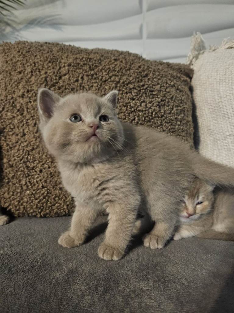 Stunnin British Shorthaire Kittens image 1