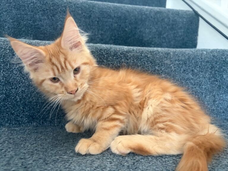 Main Coon Kittens  Ready image 1
