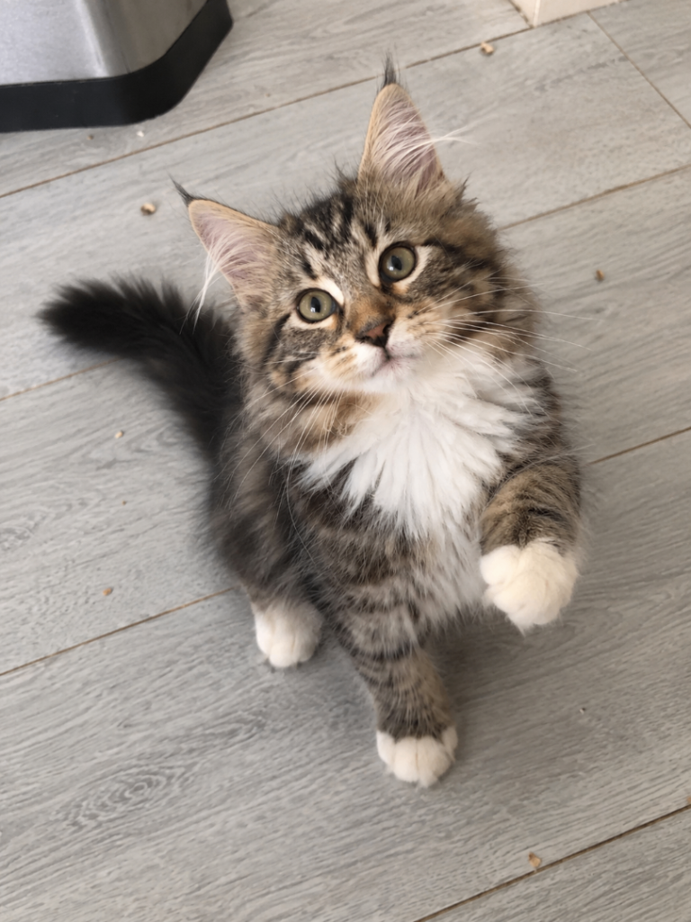 Pure Breed Siberian Kittens image 1