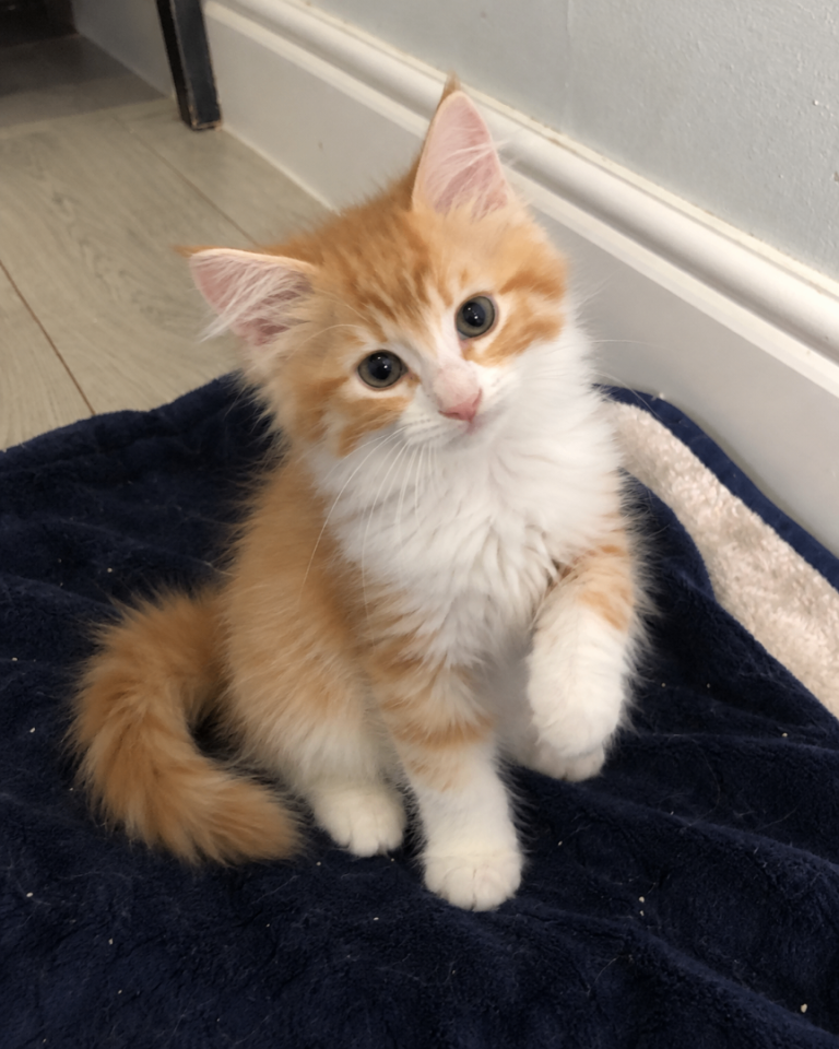 Pure Breed Siberian Kittens image 2