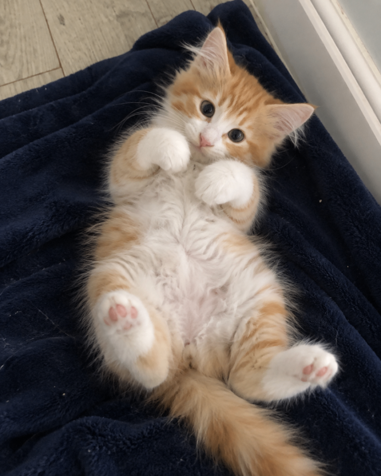 Pure Breed Siberian Kittens image 4
