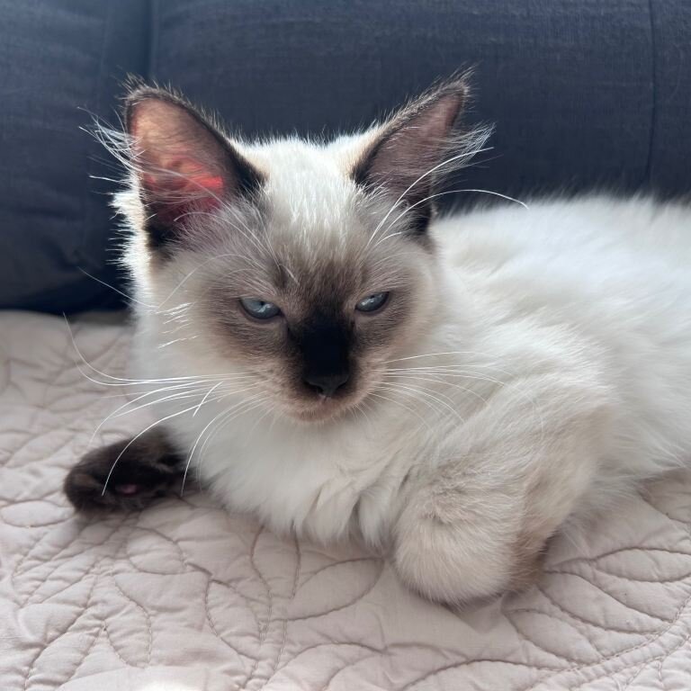 Charming Ragdoll Kittens image 2