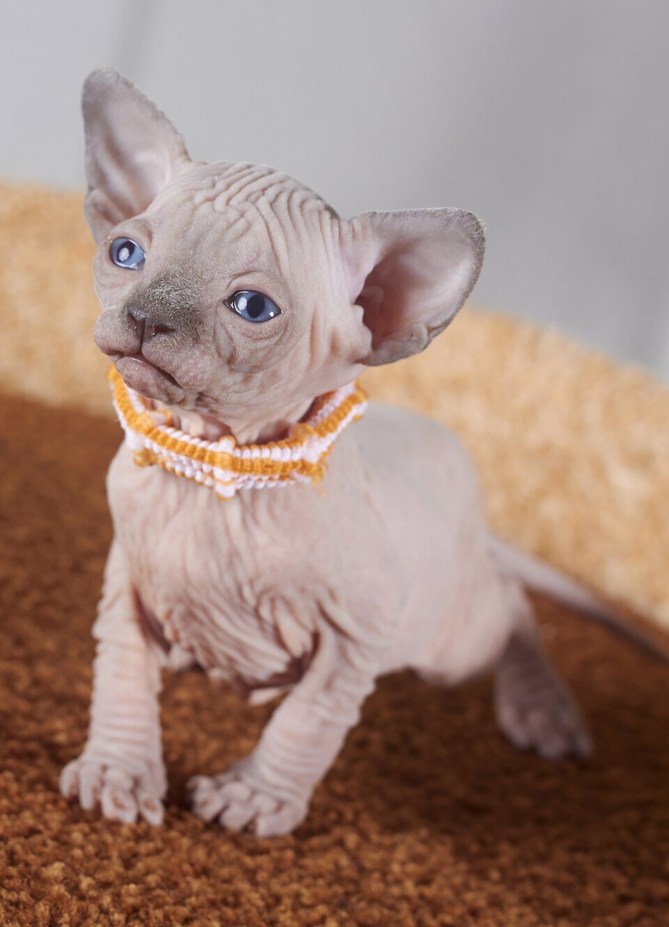 Haireless Sphynx Kittens Ready For Sale image 1