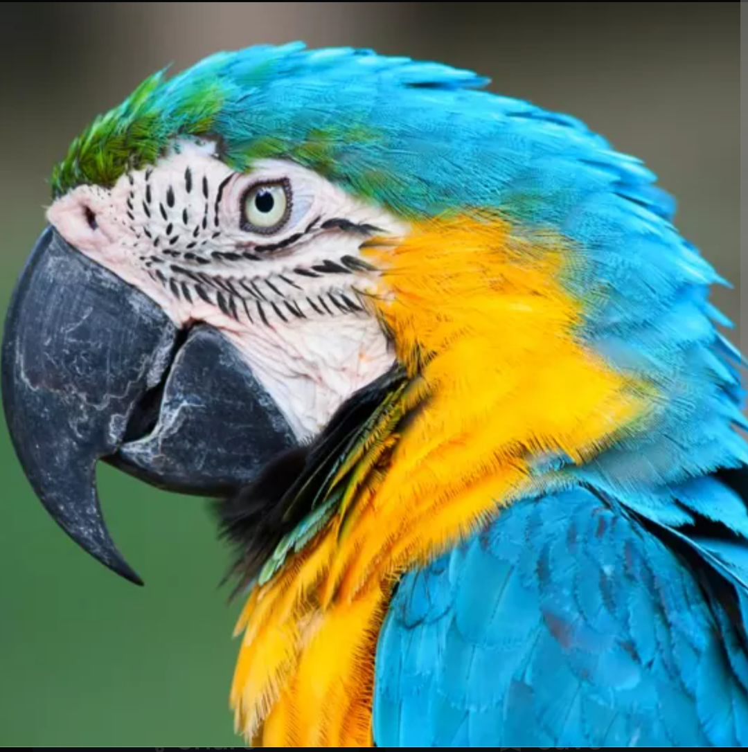 blue yellow macaw image 1