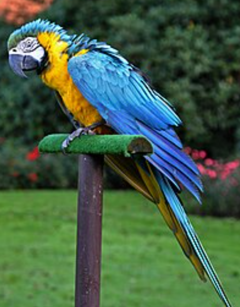 blue yellow macaw image 2
