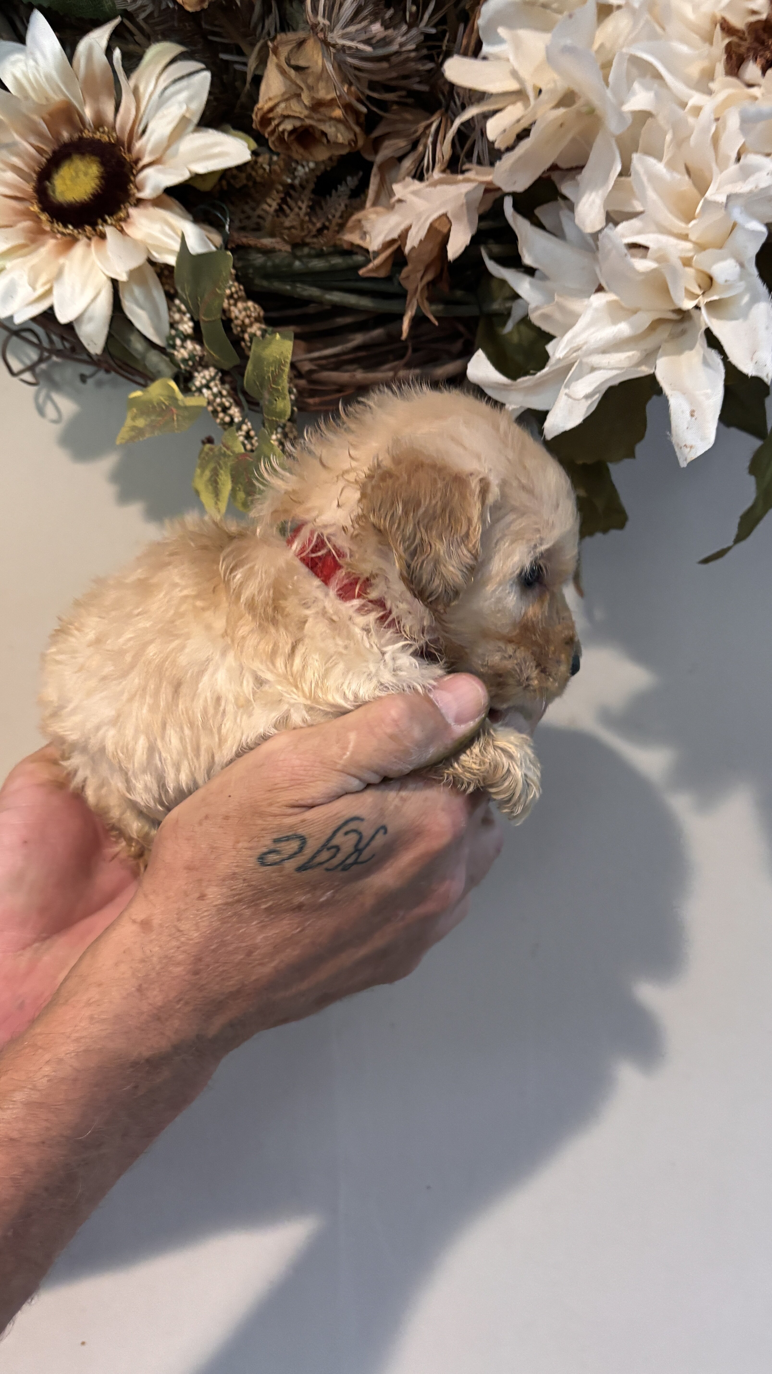 #MIN golden doodle puppies image 1