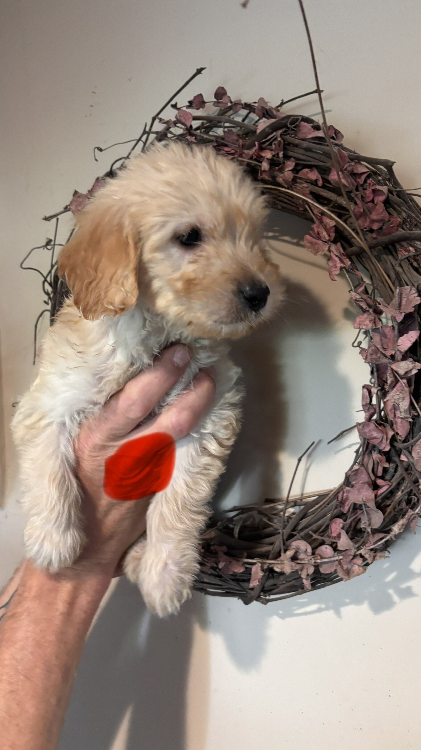 Mini golden doodle puppies image 3