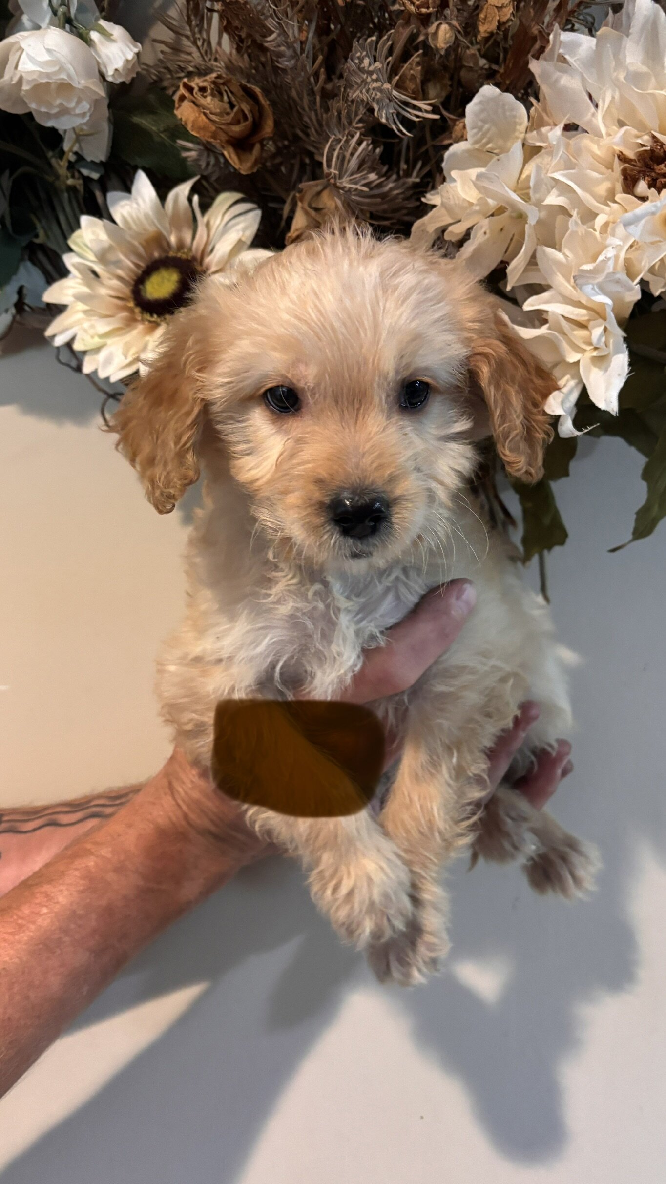 Mini golden doodle puppies image 4