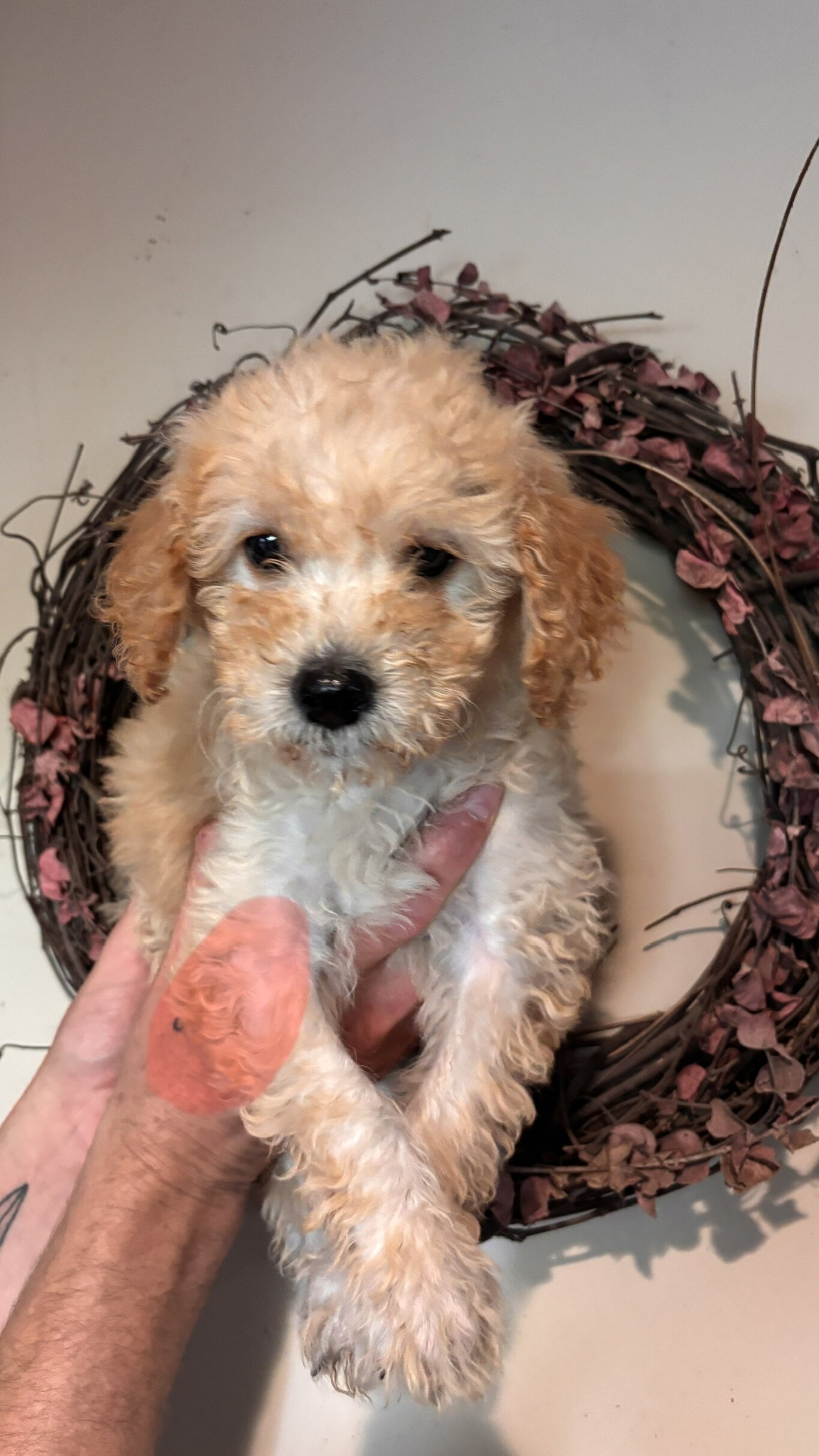 Mini golden doodle puppies image 5