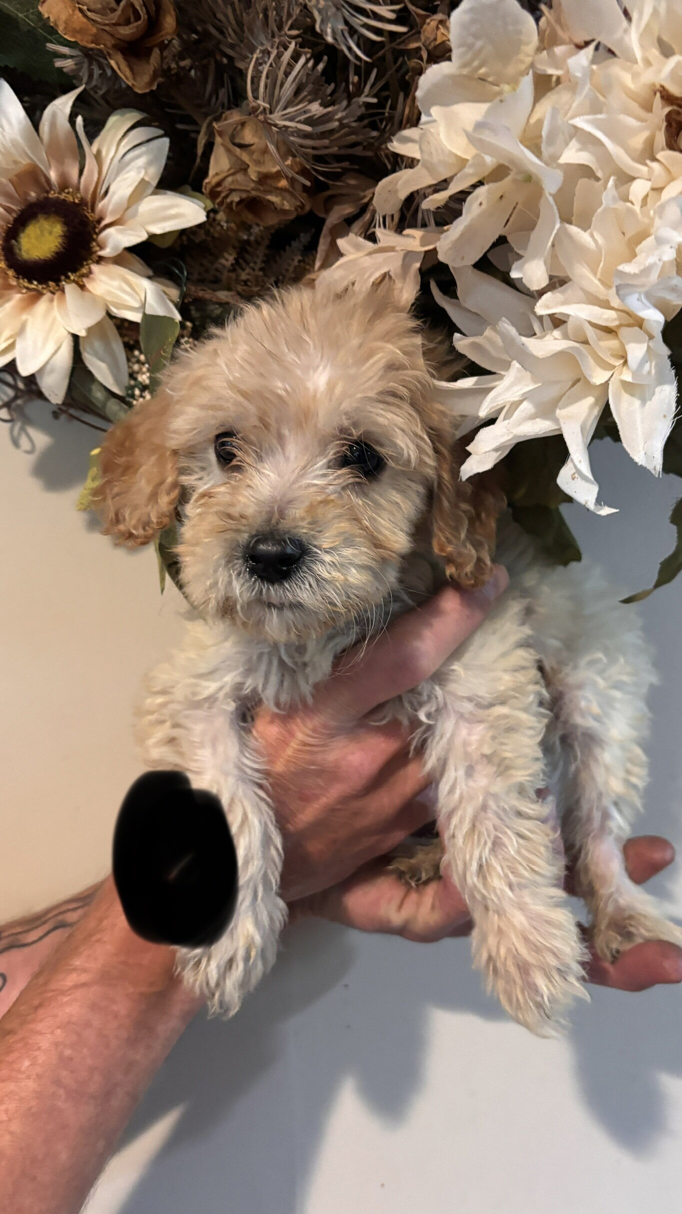Mini golden doodle puppies image 6