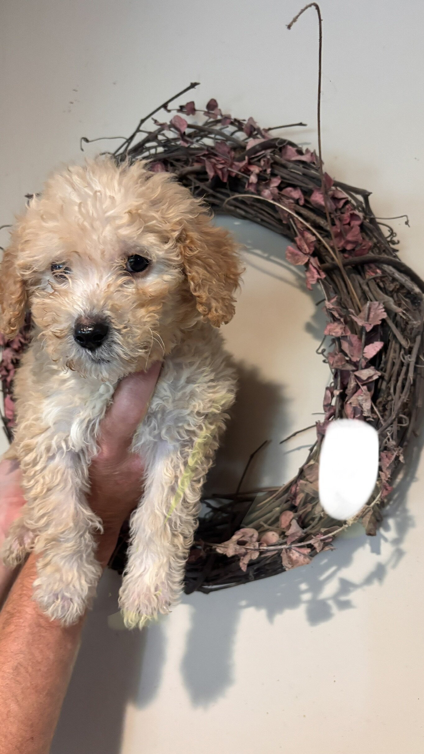 Mini golden doodle puppies image 8