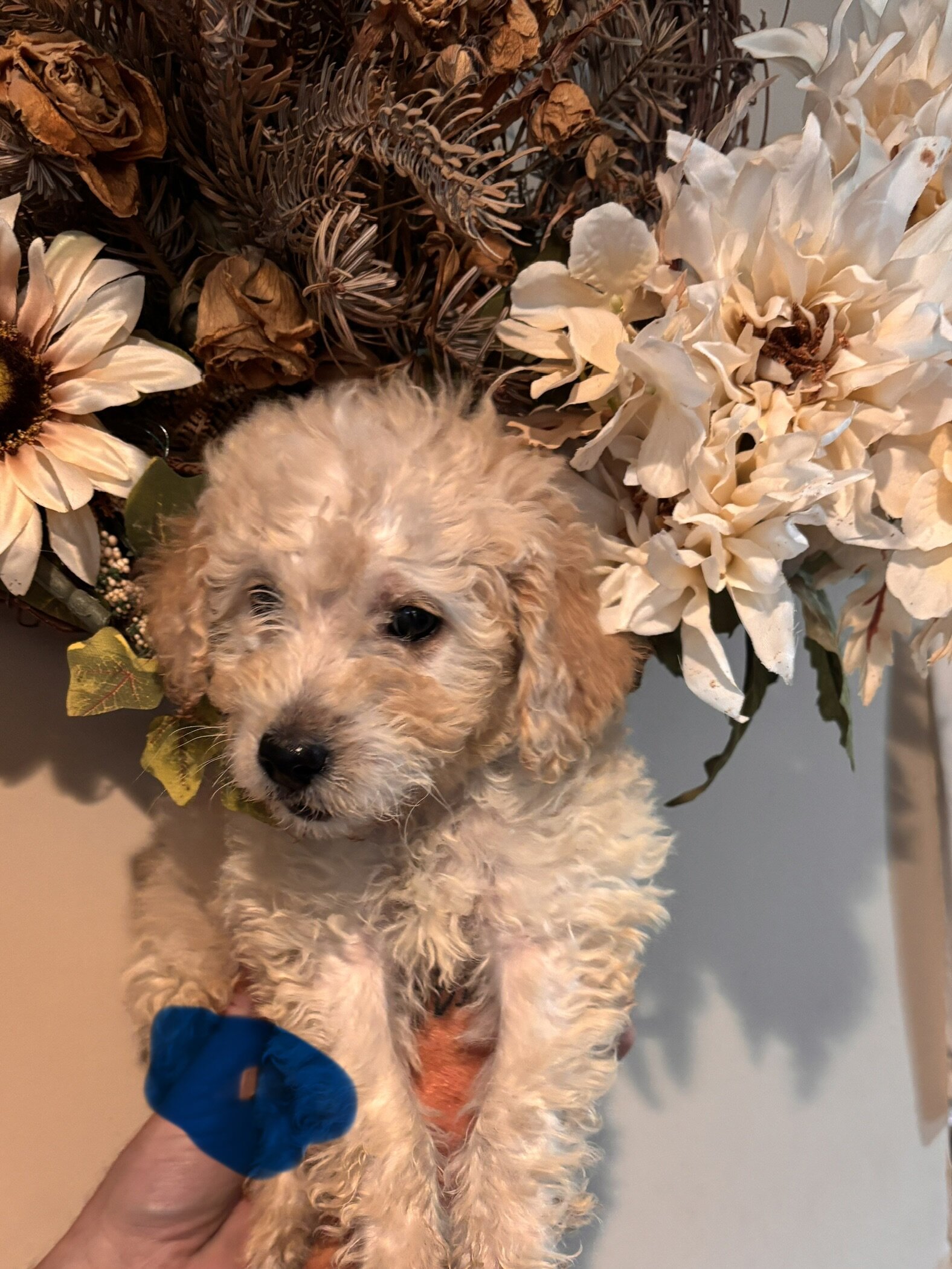 Mini golden doodle puppies image 7