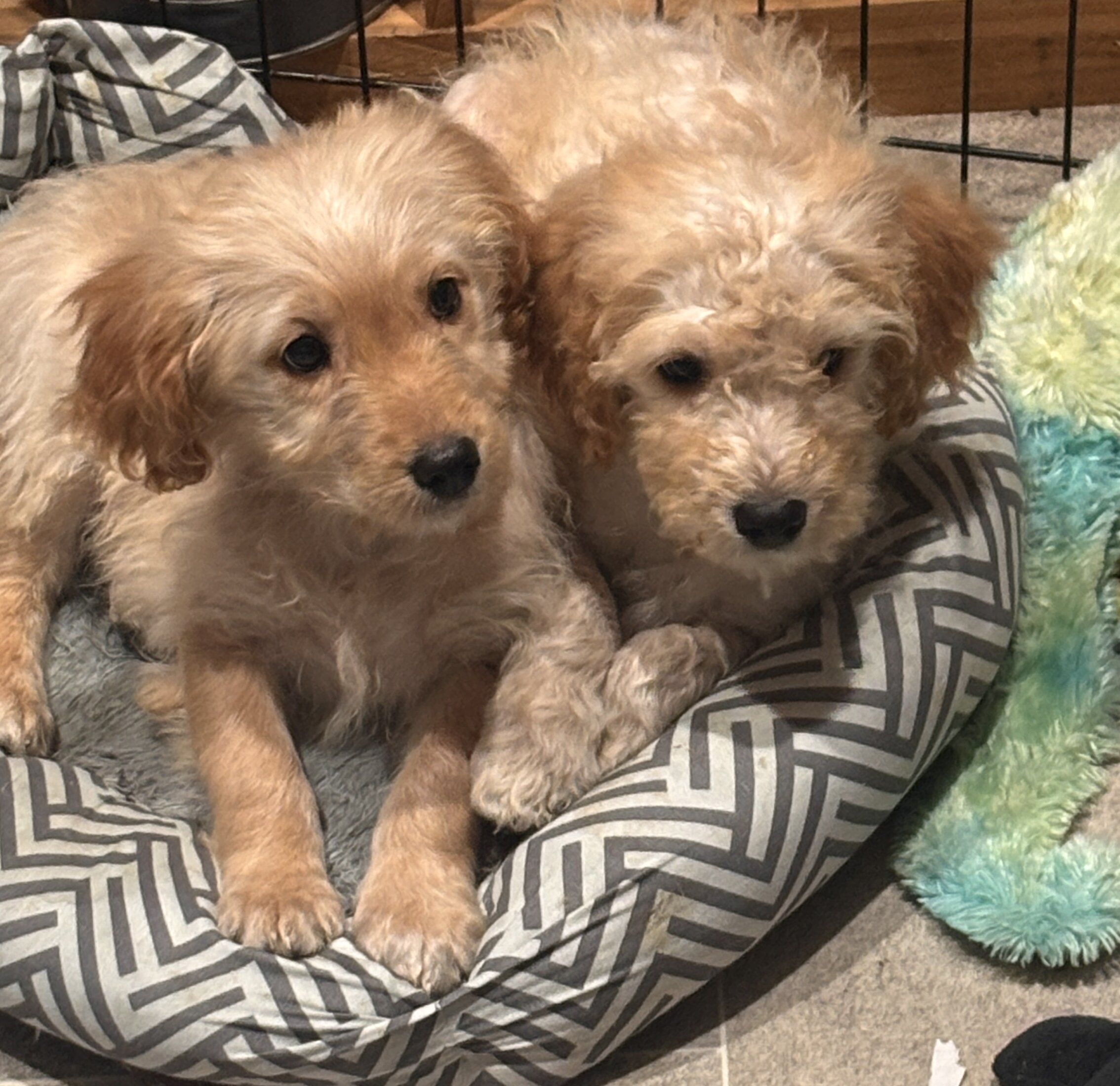 Mini golden doodle puppies image 2