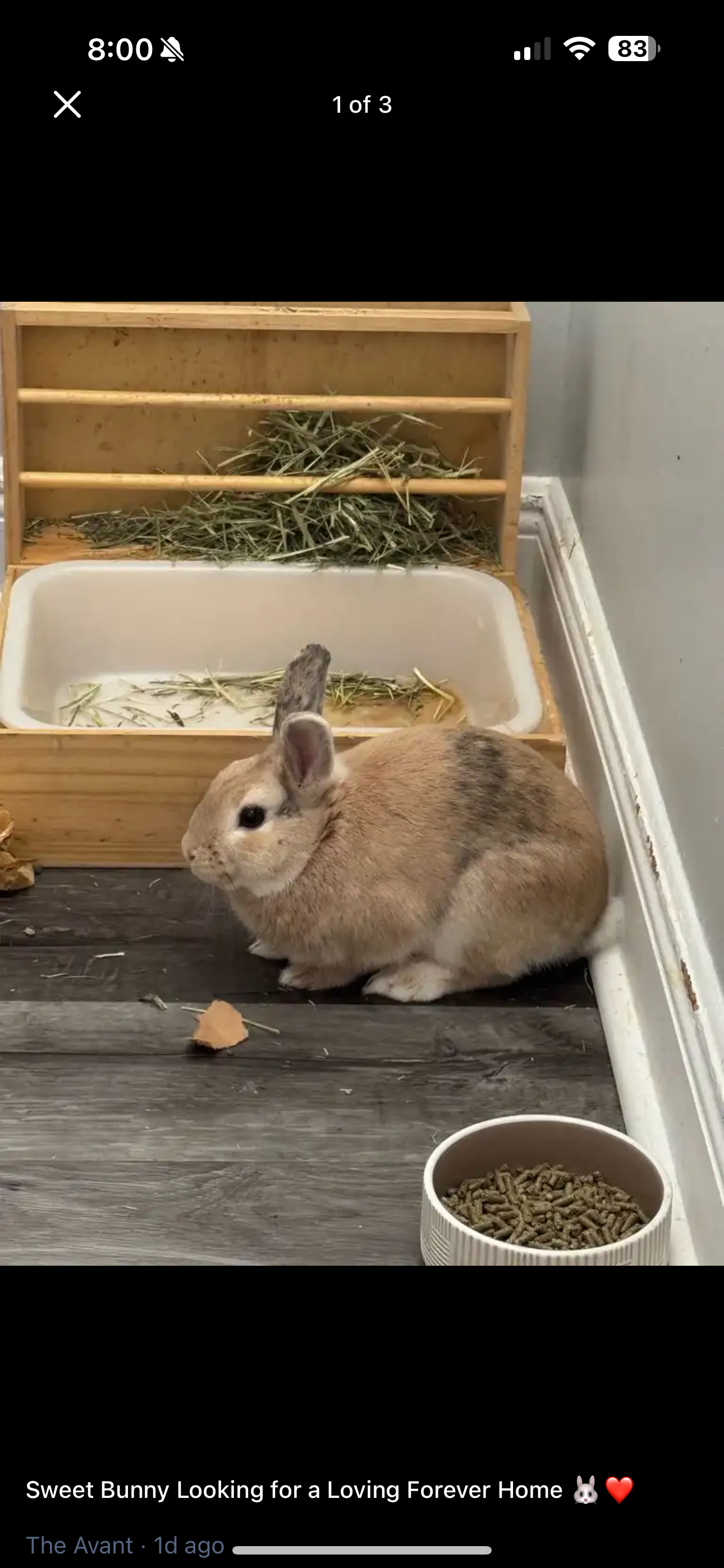 Sweet 1 Year Old Male Bunny Litter Trained. image 1