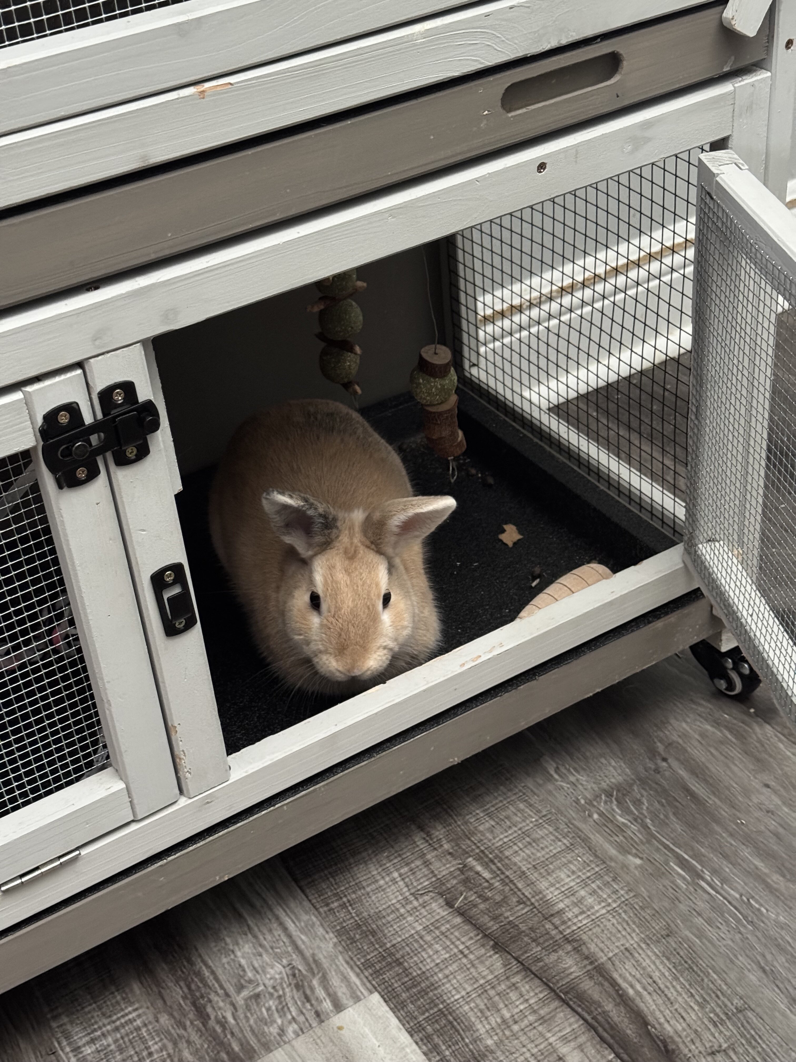 Sweet 1 Year Old Male Bunny Litter Trained. image 2